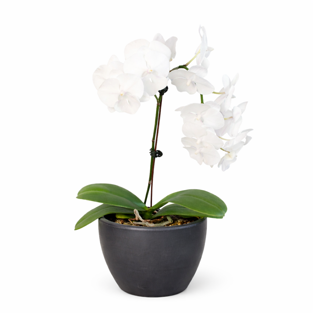 Orchid 'White Phalaenopsis' - photo 8