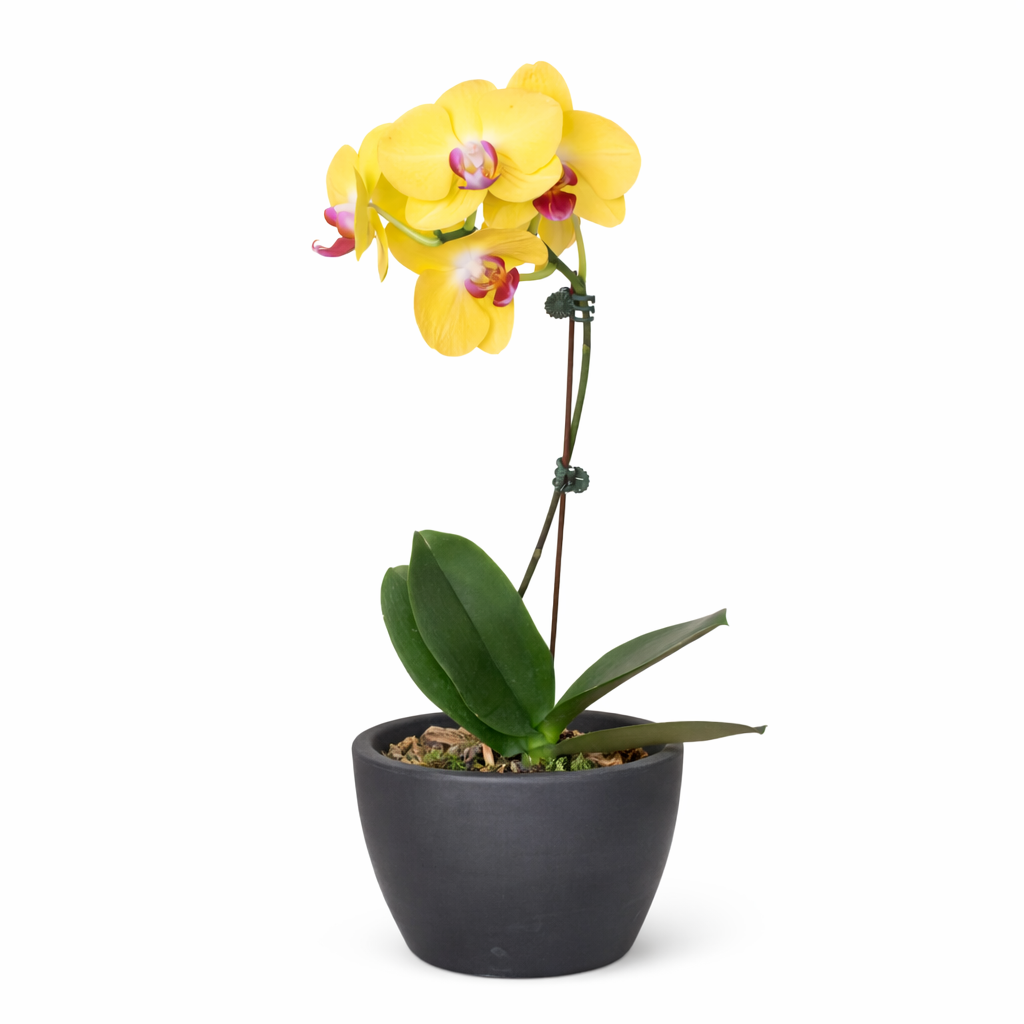 Orchid 'Yellow Phalaenopsis' - photo 6