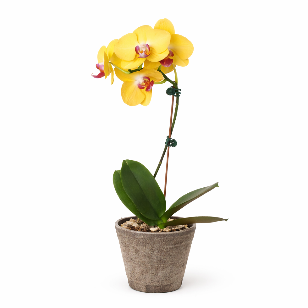 Orchid 'Yellow Phalaenopsis' - photo 8