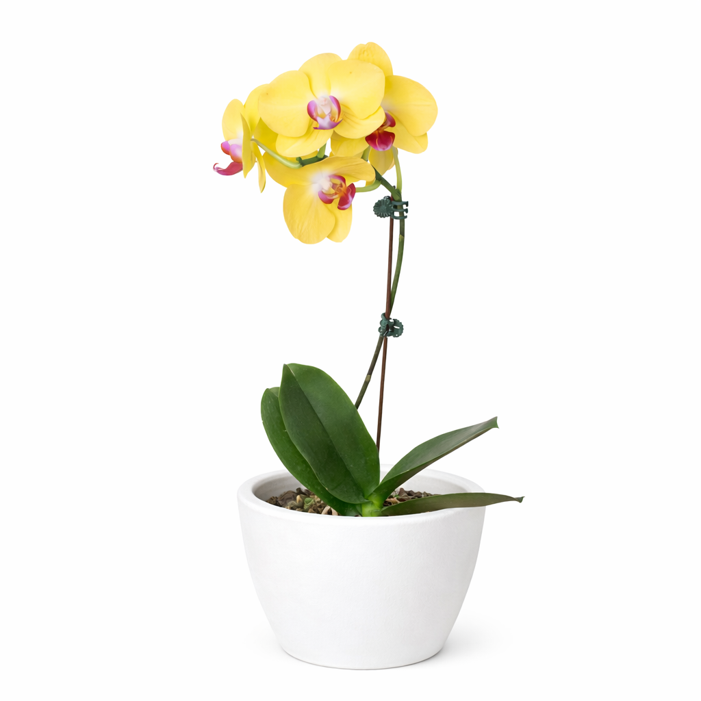 Orchid 'Yellow Phalaenopsis' - photo 7