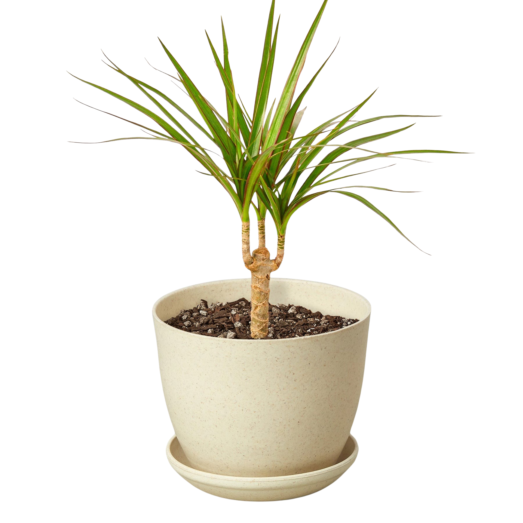 Dracaena 'Marginata Cane' - photo 7