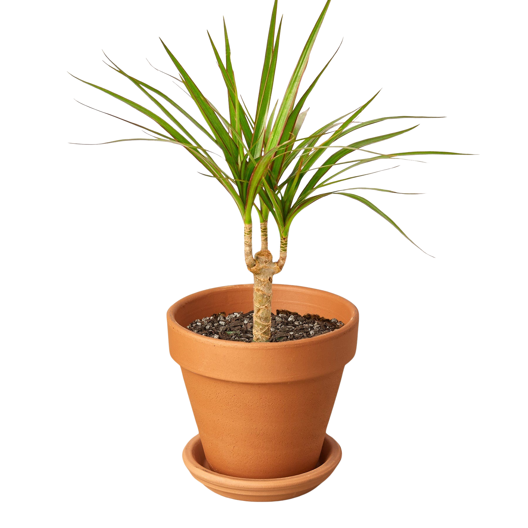 Dracaena 'Marginata Cane' - photo 8