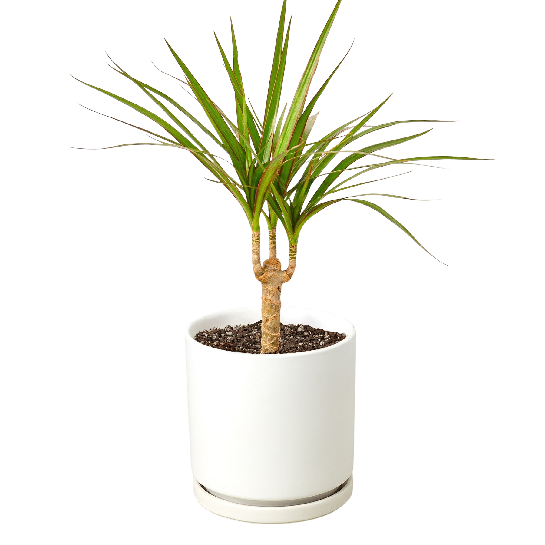 Dracaena 'Marginata Cane' - photo 4