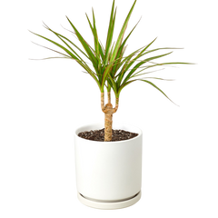 Dracaena 'Marginata Cane' - photo 4