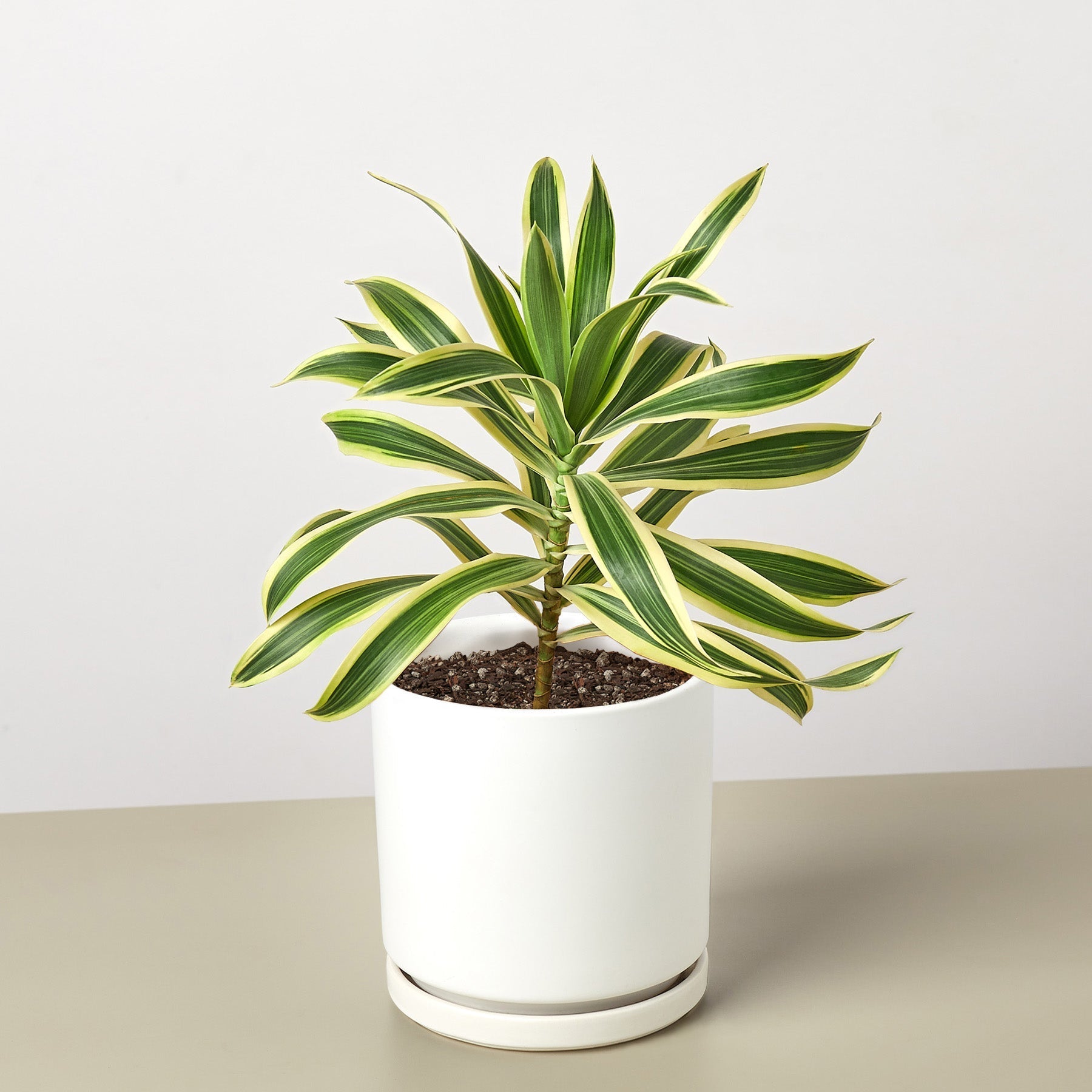 Dracaena Song of India - photo 5
