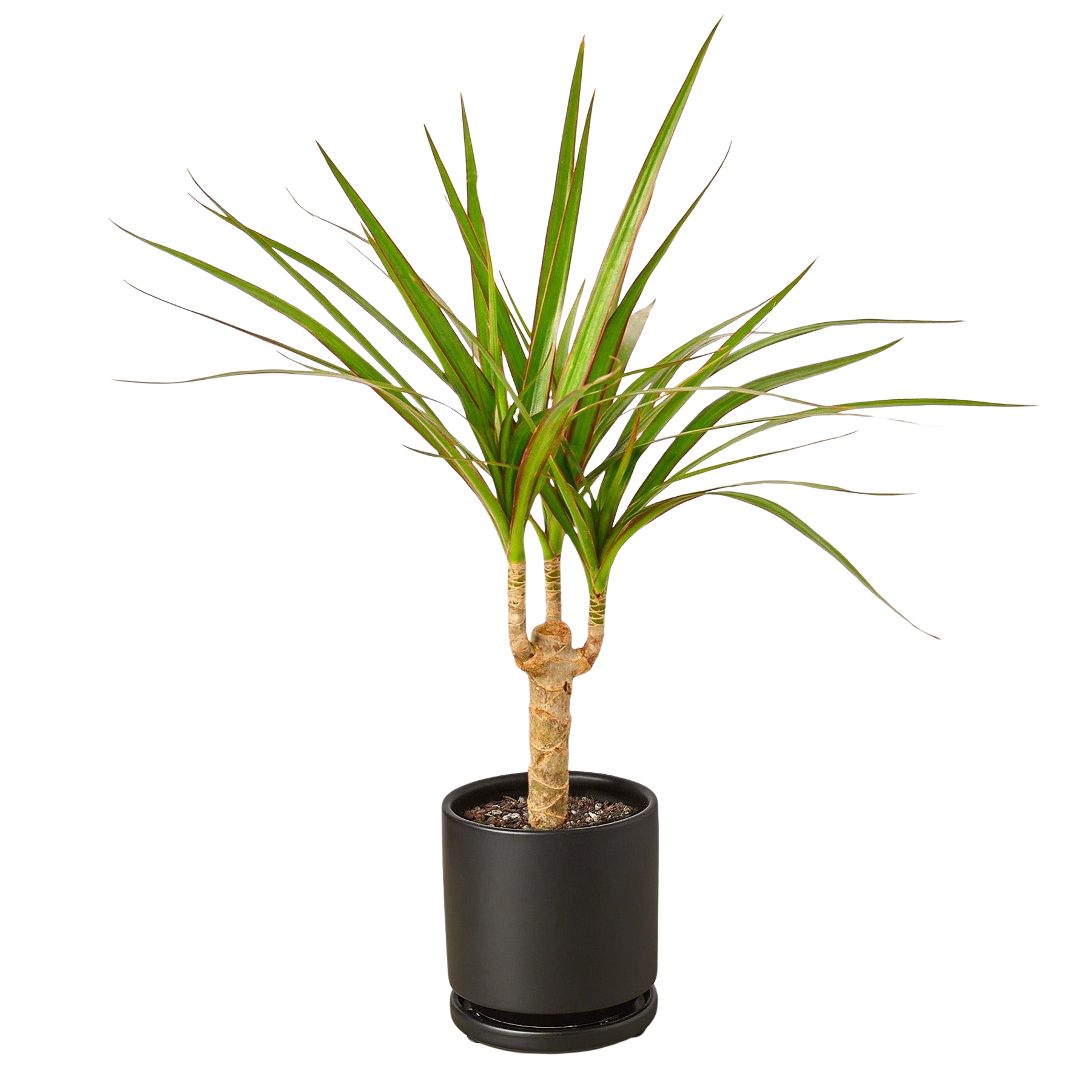 Dracaena 'Marginata Cane' - photo 6