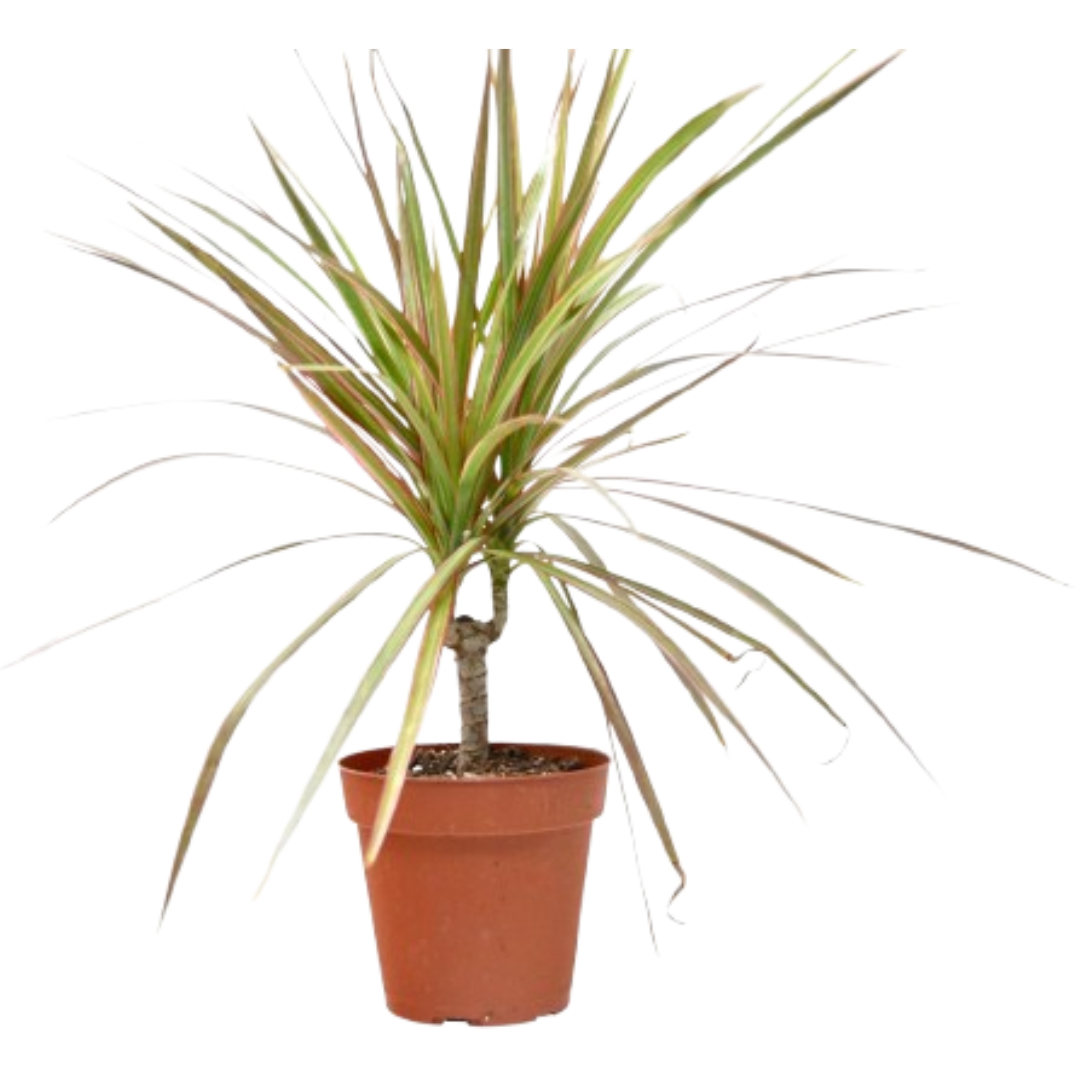 Dracaena 'Red Margined' live houseplant