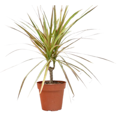 Dracaena 'Red Margined' live houseplant