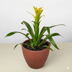 Guzmania Bromeliad 'Yellow' - photo 4