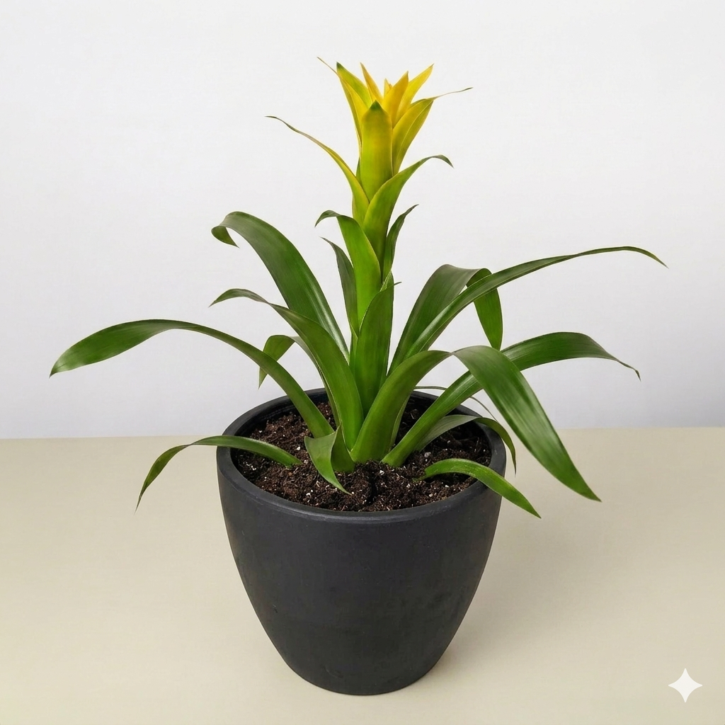 Guzmania Bromeliad 'Yellow' - photo 5