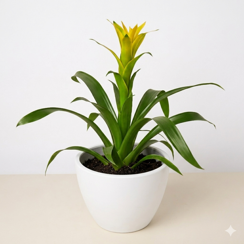 Guzmania Bromeliad 'Yellow' - photo 6