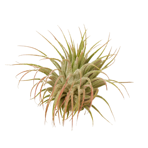 Tillandsia Air Plant Ionantha Guatemala live houseplant