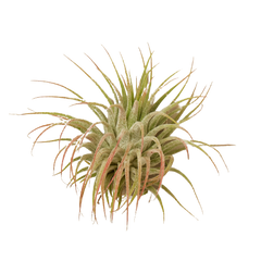 Tillandsia Air Plant Ionantha Guatemala live houseplant