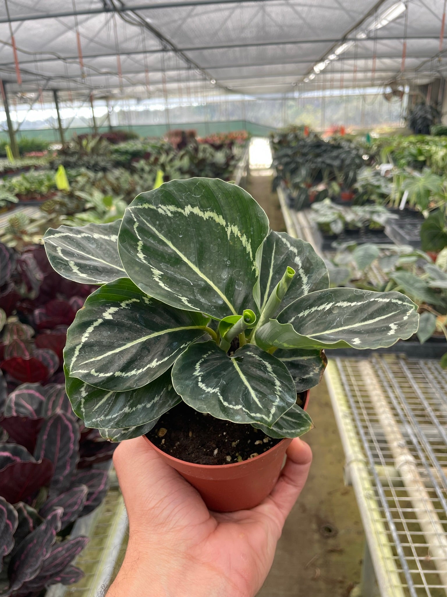 Calathea 'Green Goddess' - photo 2