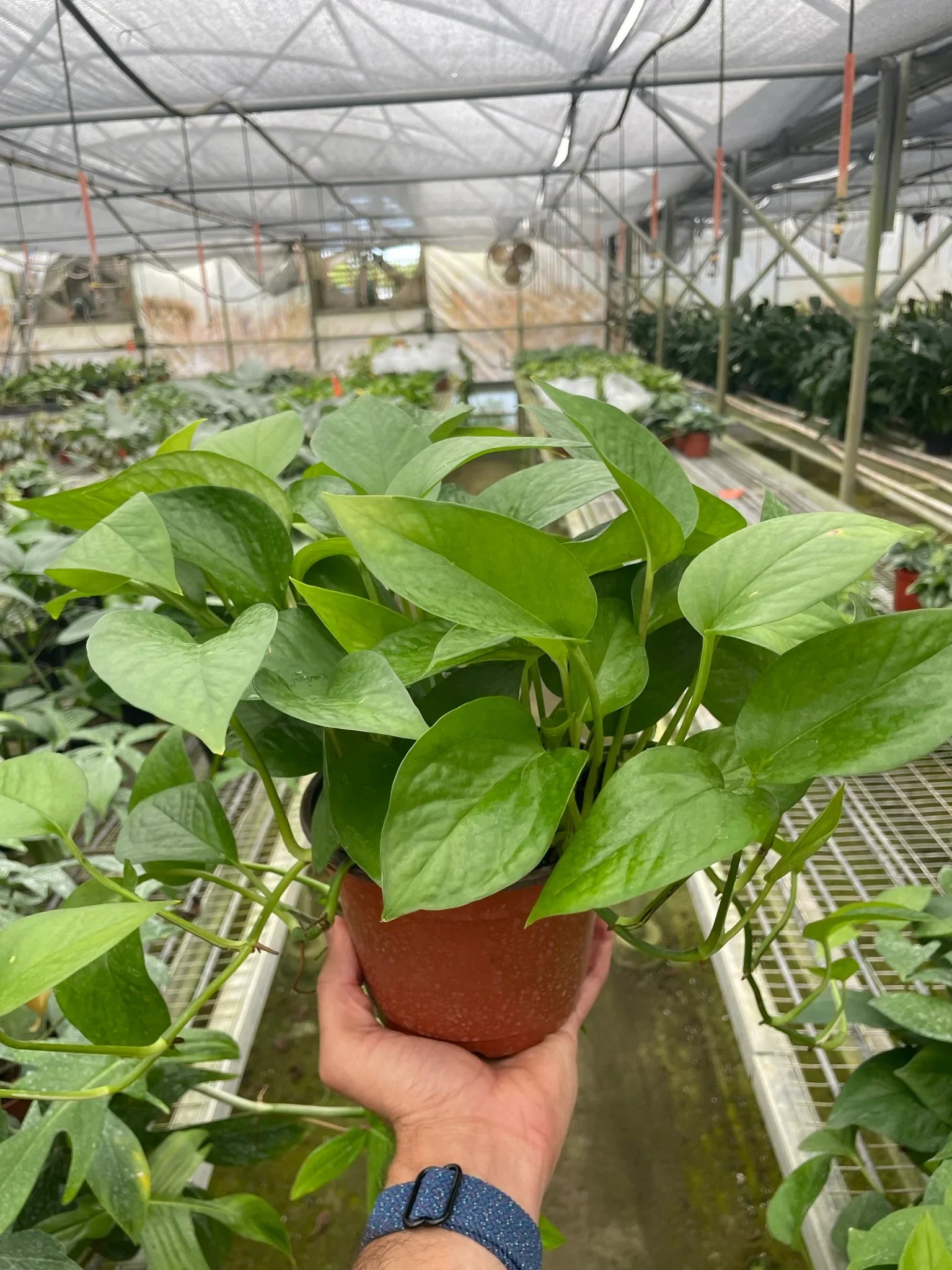Pothos 'Green Queen' - photo 3