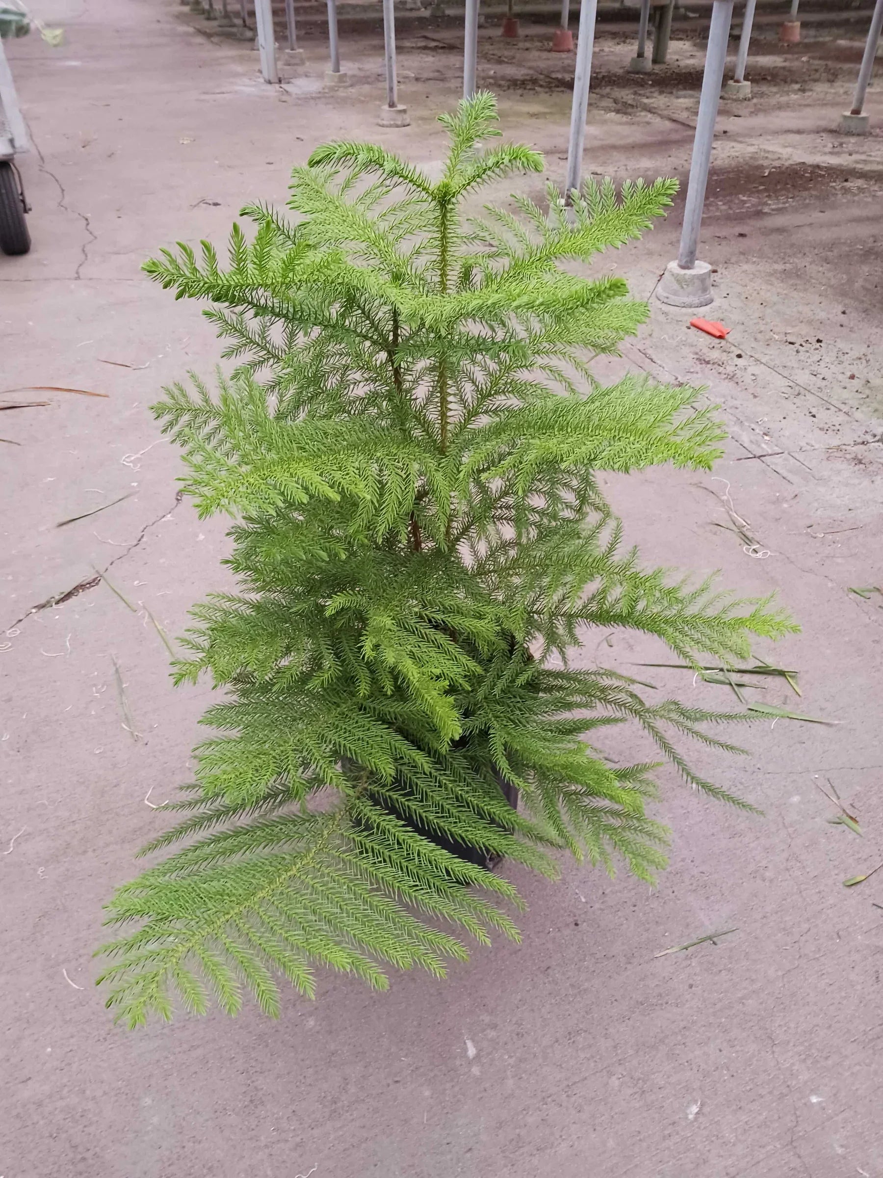 Norfolk 'Island Pine' - photo 5