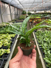 Variegated Spathiphyllum 'Domino' - photo 3