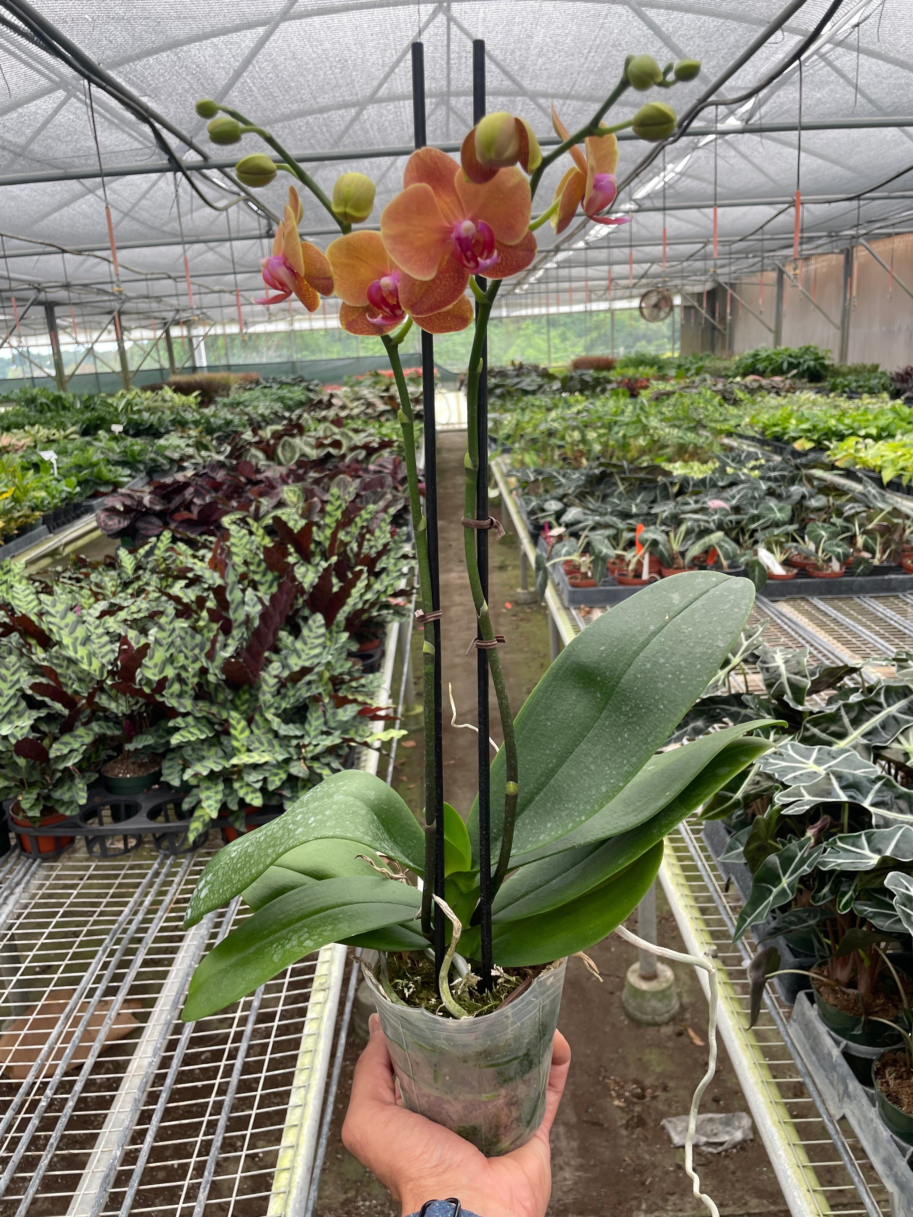 Orchid 'Orange Phalaenopsis' - photo 2