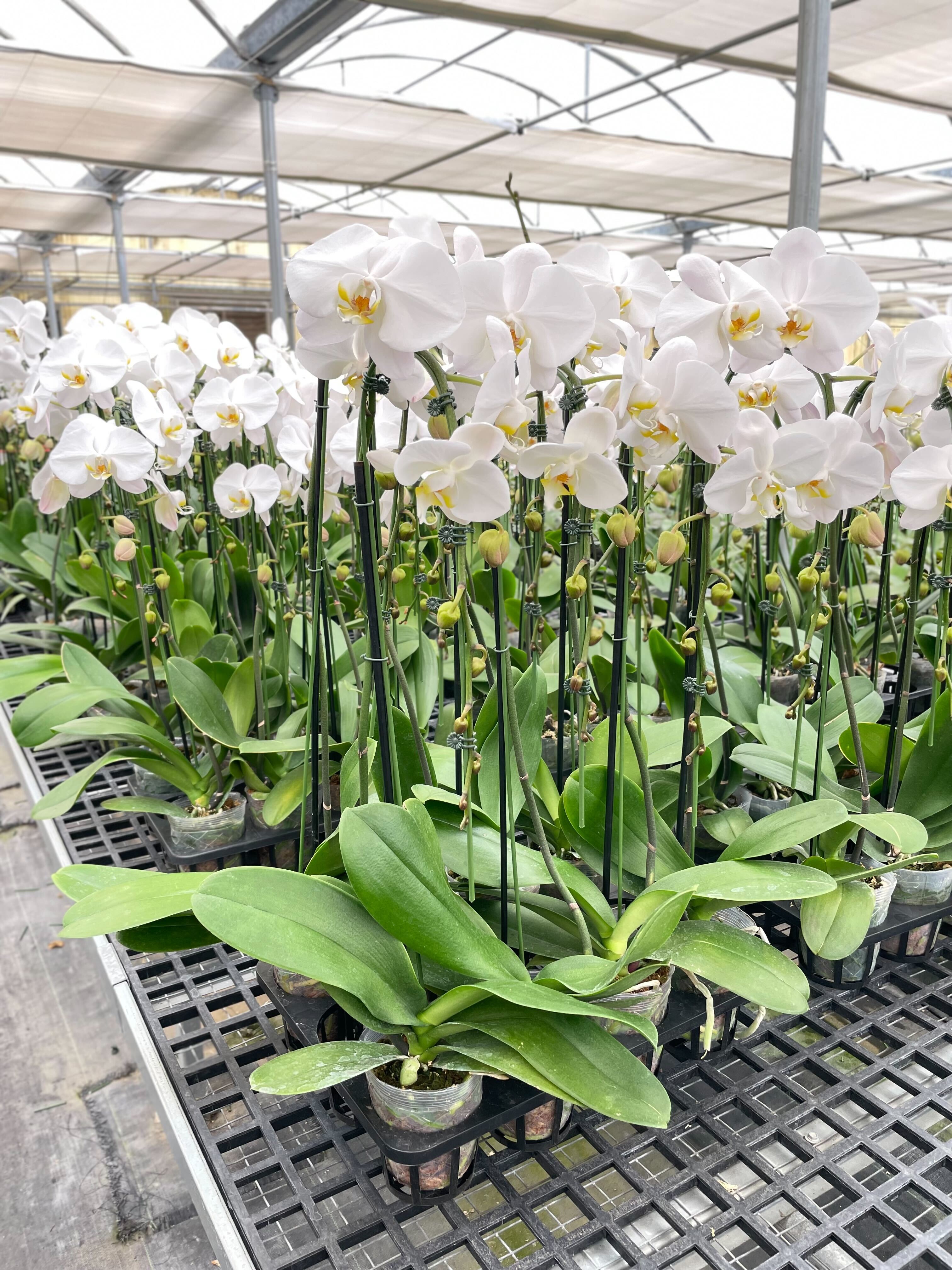 Orchid 'White Phalaenopsis' - photo 5