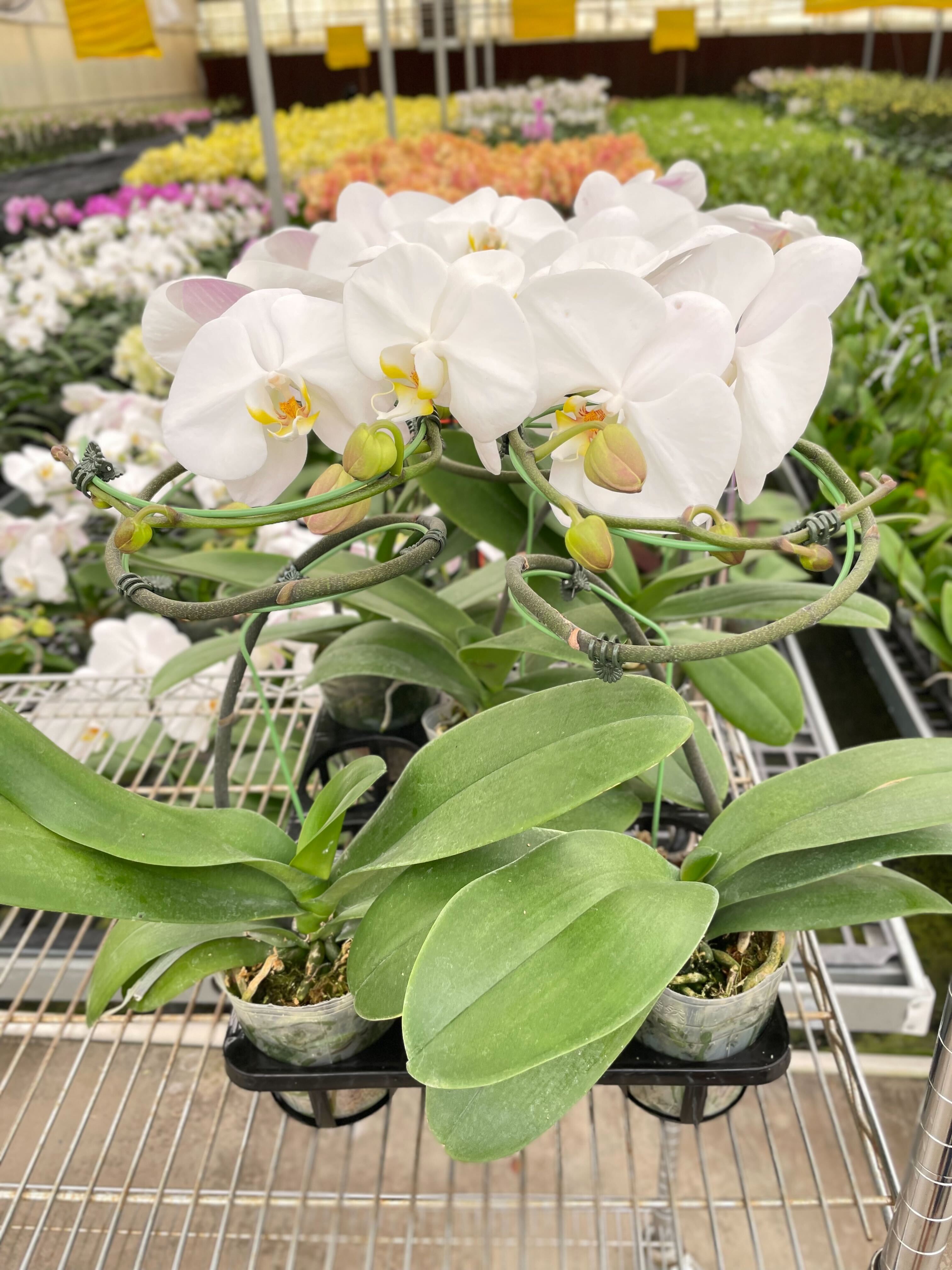 Orchid 'White Phalaenopsis' - photo 4