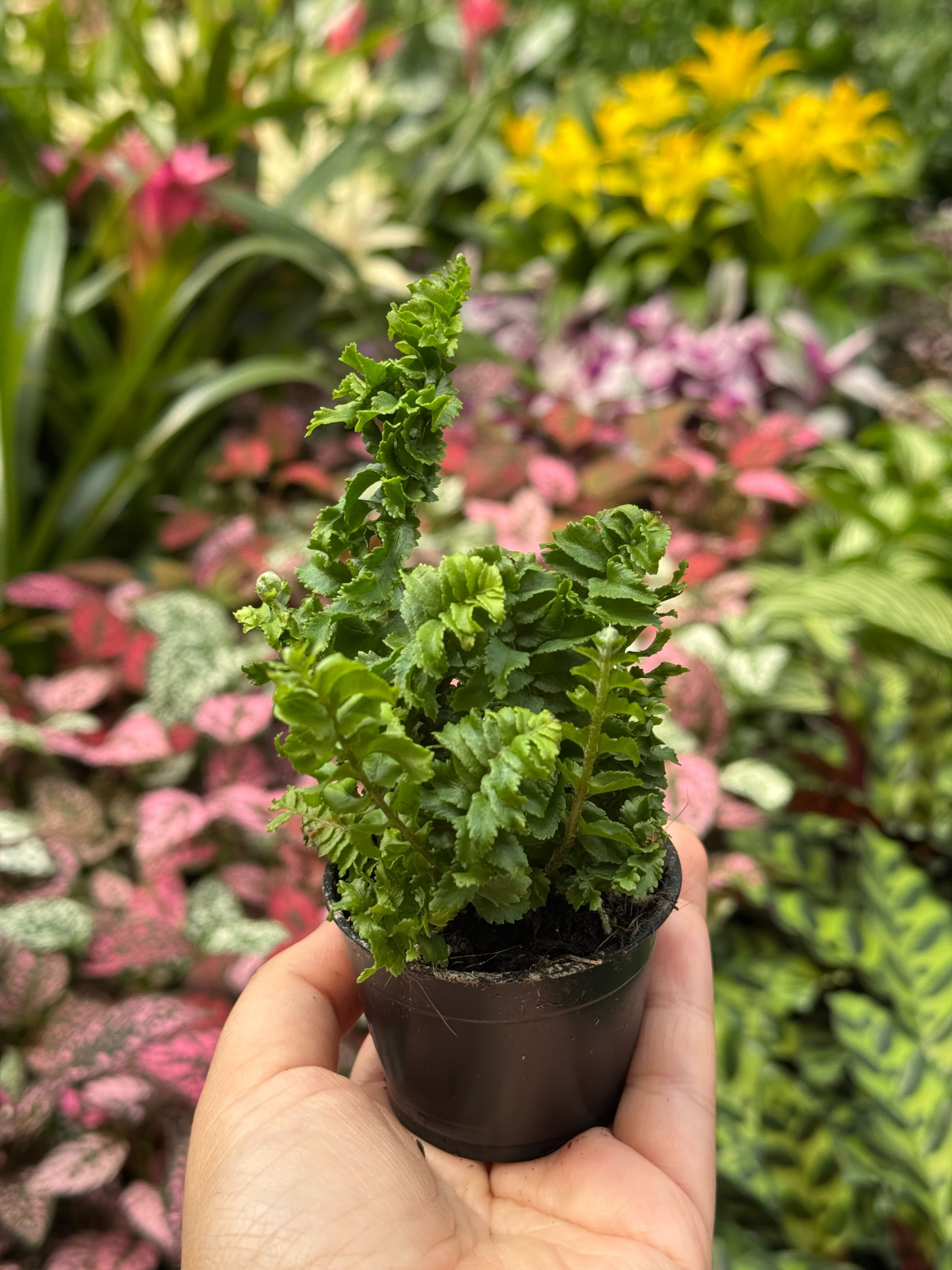 Fern 'Emina' - photo 4