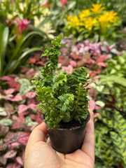 Fern 'Emina' - photo 4
