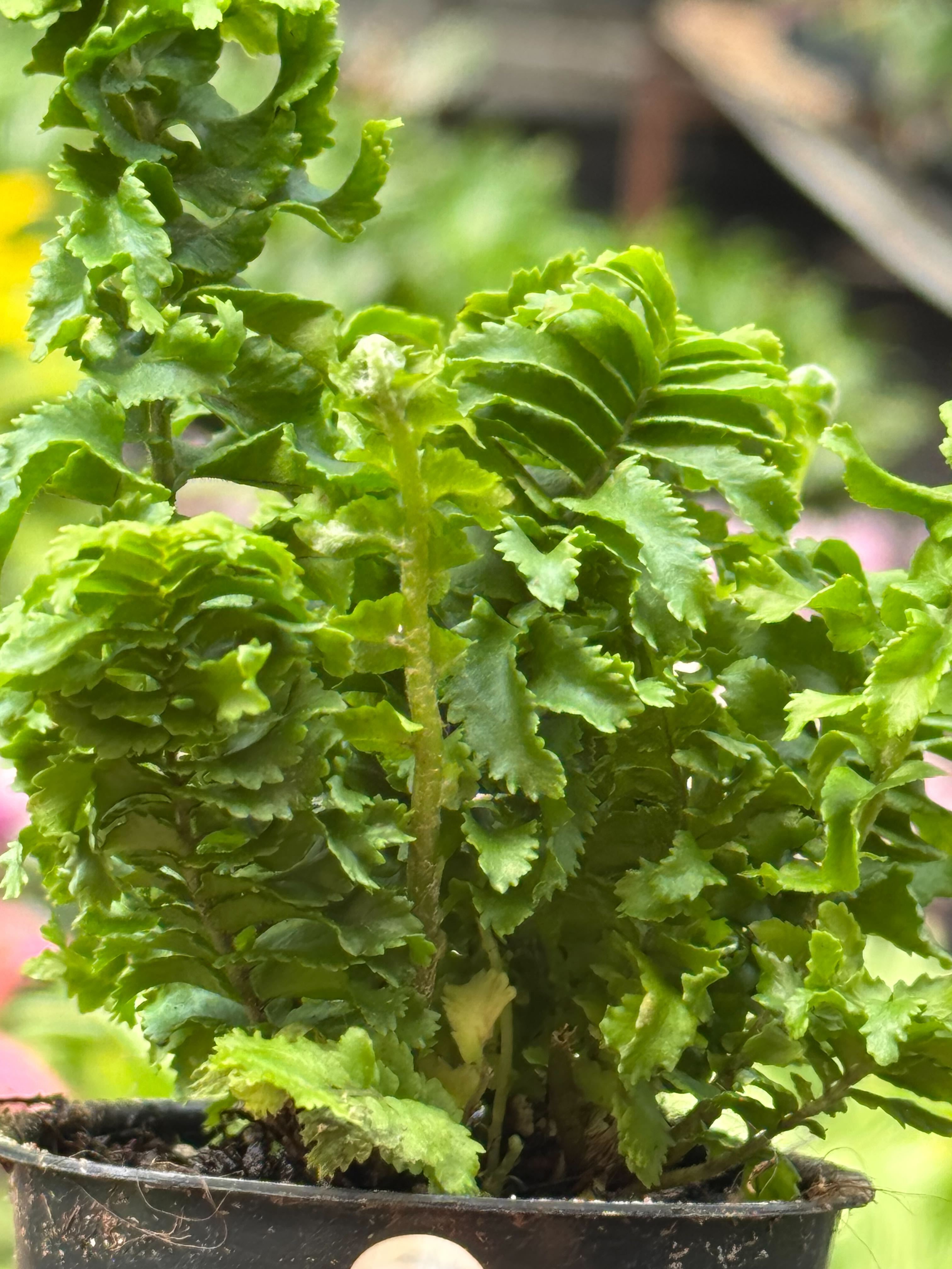 Fern 'Emina' - photo 5
