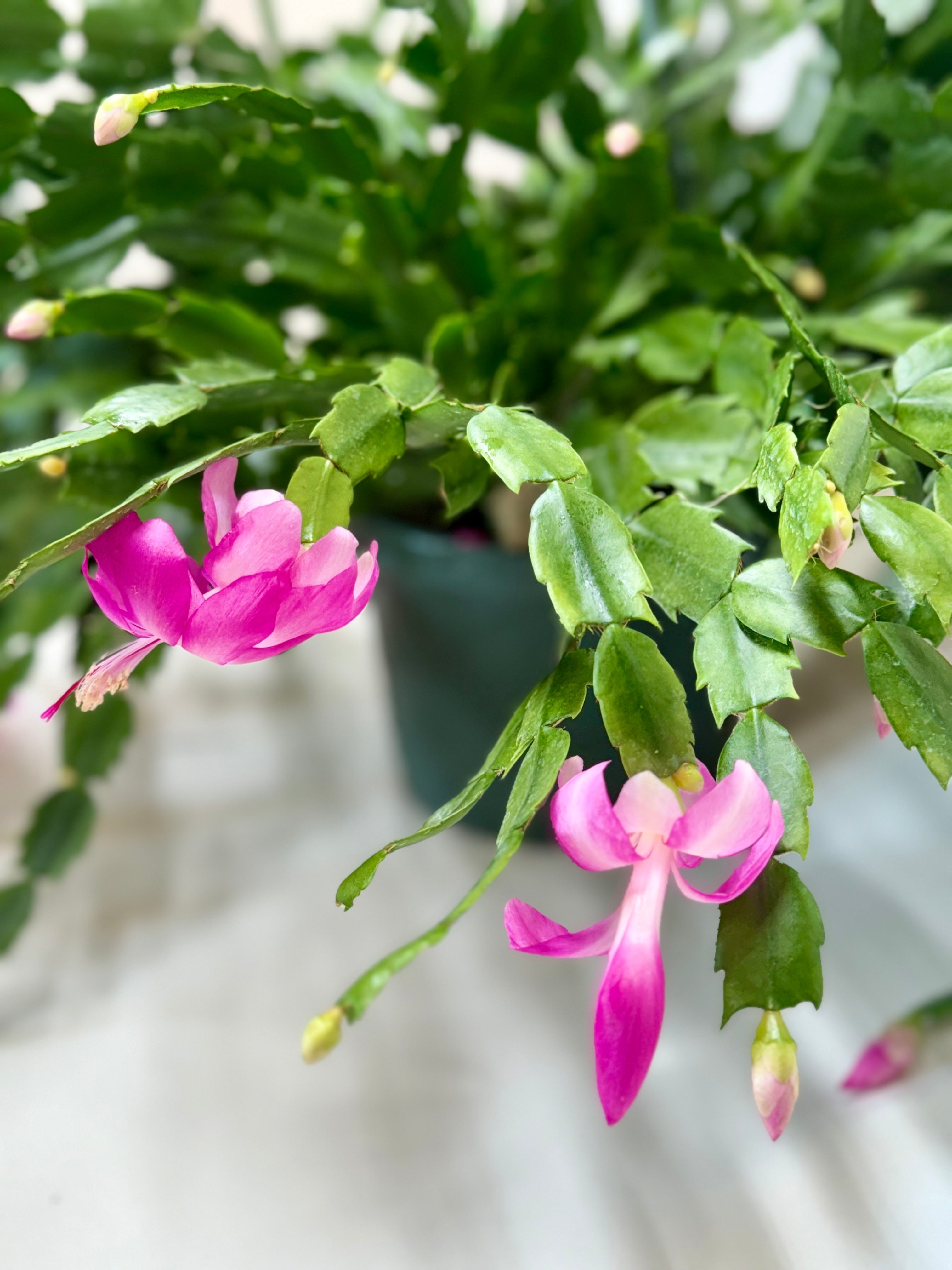 Zygocactus 'Christmas Cactus' - photo 7