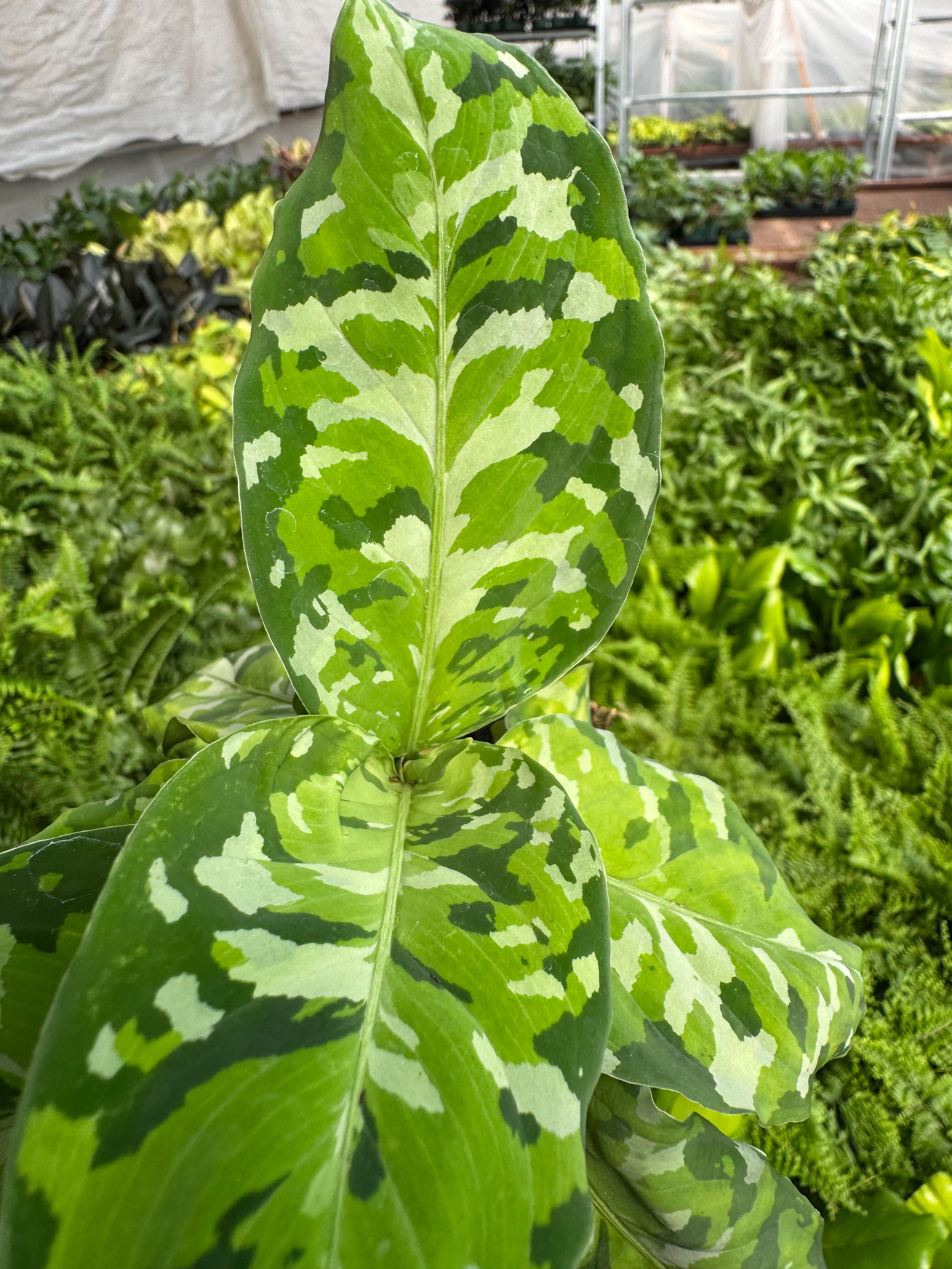 Chinese Evergreen Pictum Tricolor - photo 6