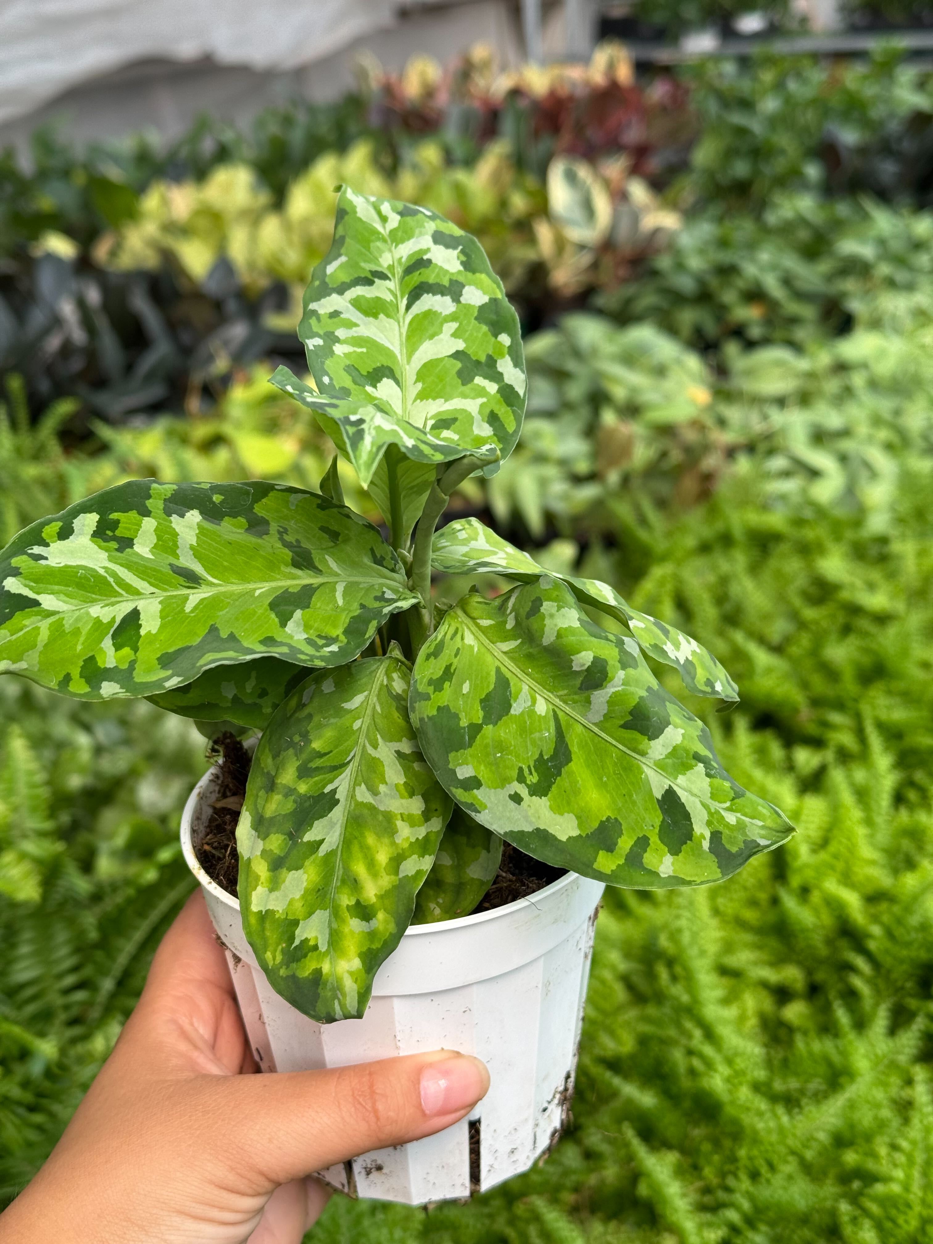 Chinese Evergreen Pictum Tricolor - photo 7
