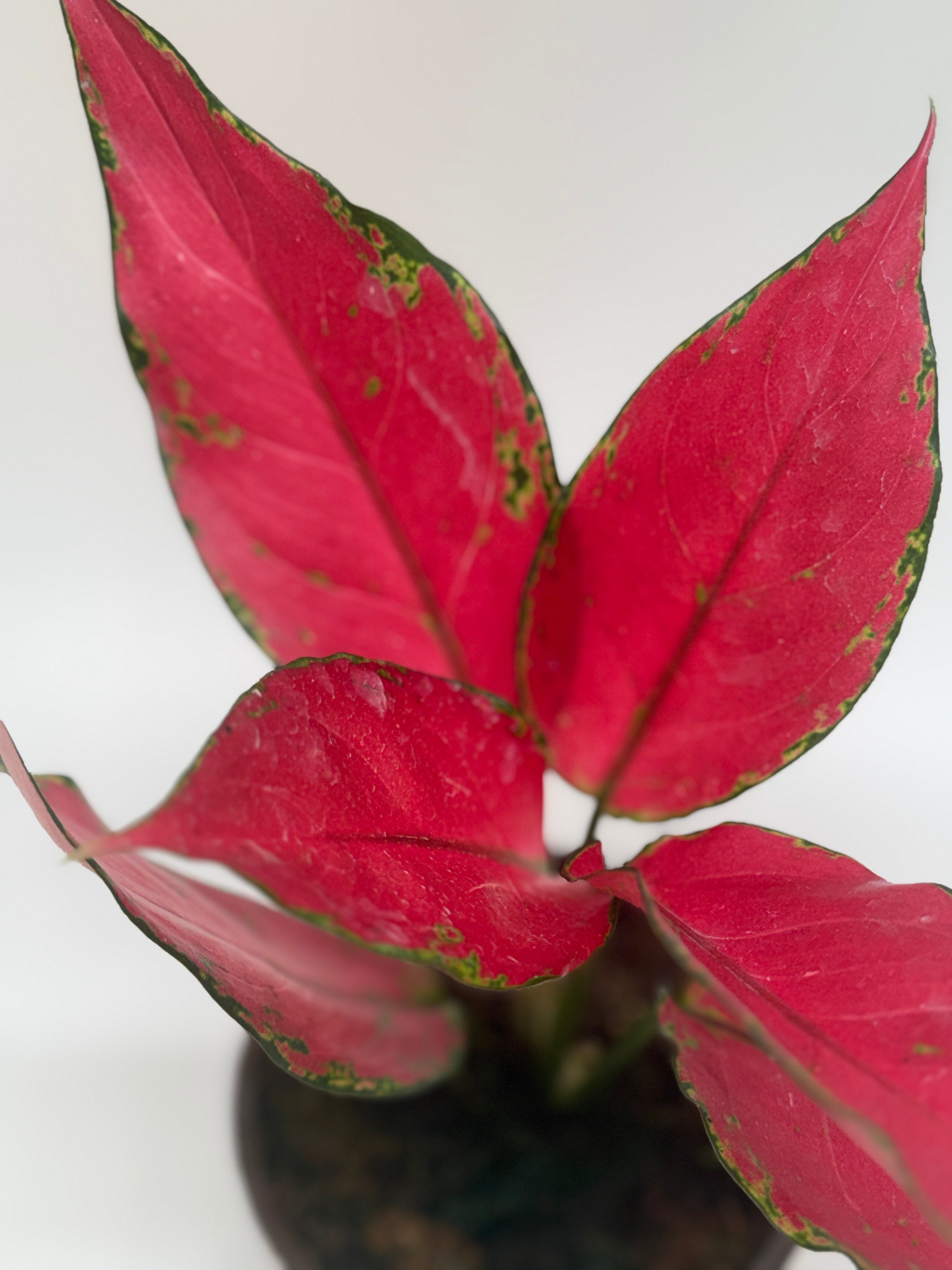 Chinese Evergreen 'Ruby Garuda' live houseplant