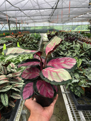 Calathea roseopicta 'Silvia' - photo 4