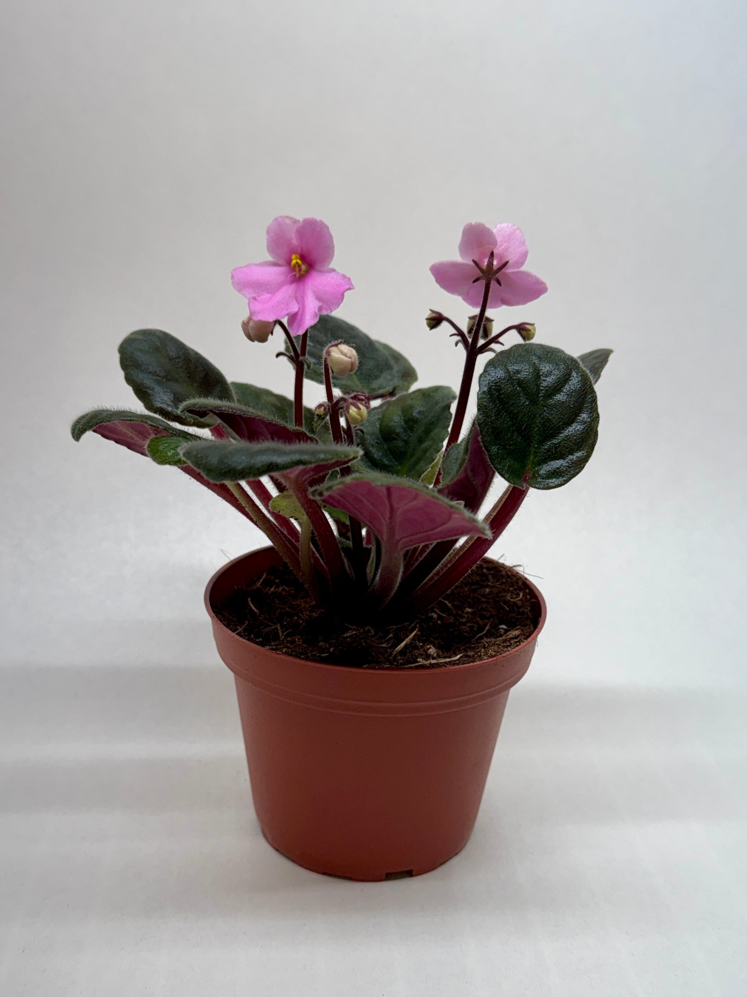 African Violet 'Pink' - photo 3