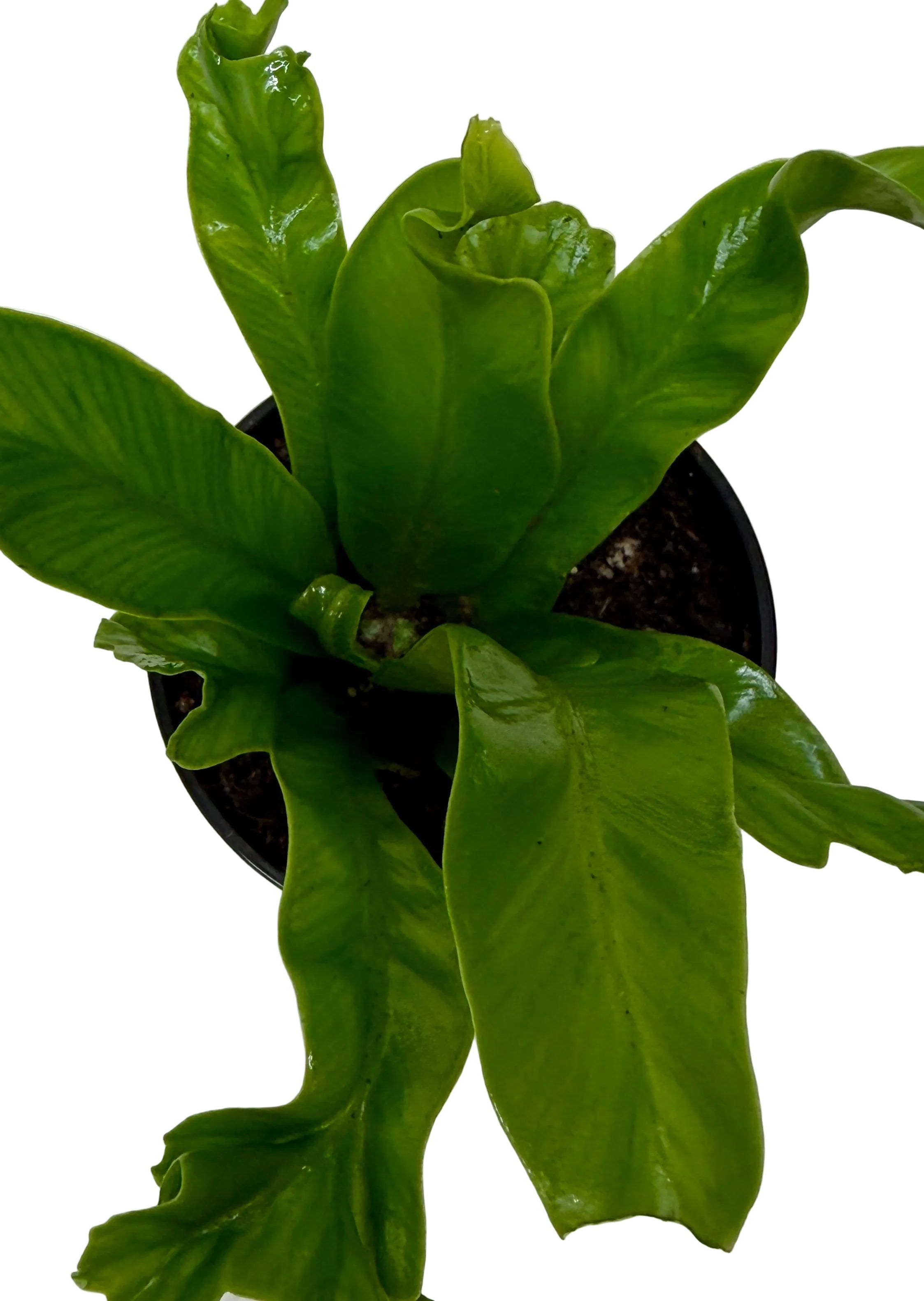 Bird's Nest 'Leslie' Fern - photo 6