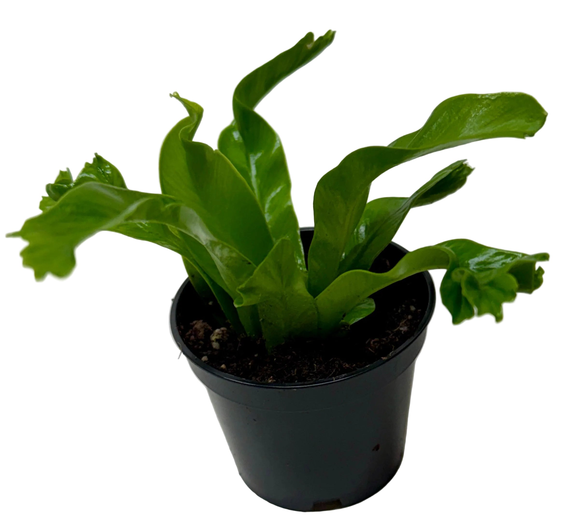 Bird's Nest 'Leslie' Fern - photo 5