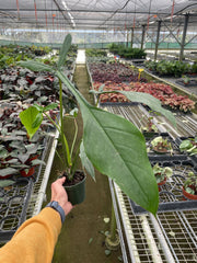 Philodendron 'Joepii' - photo 2