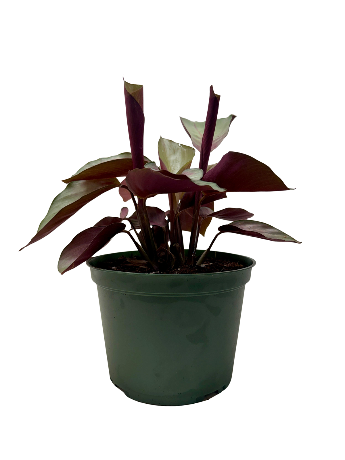 Calathea 'Silver Plate' live houseplant