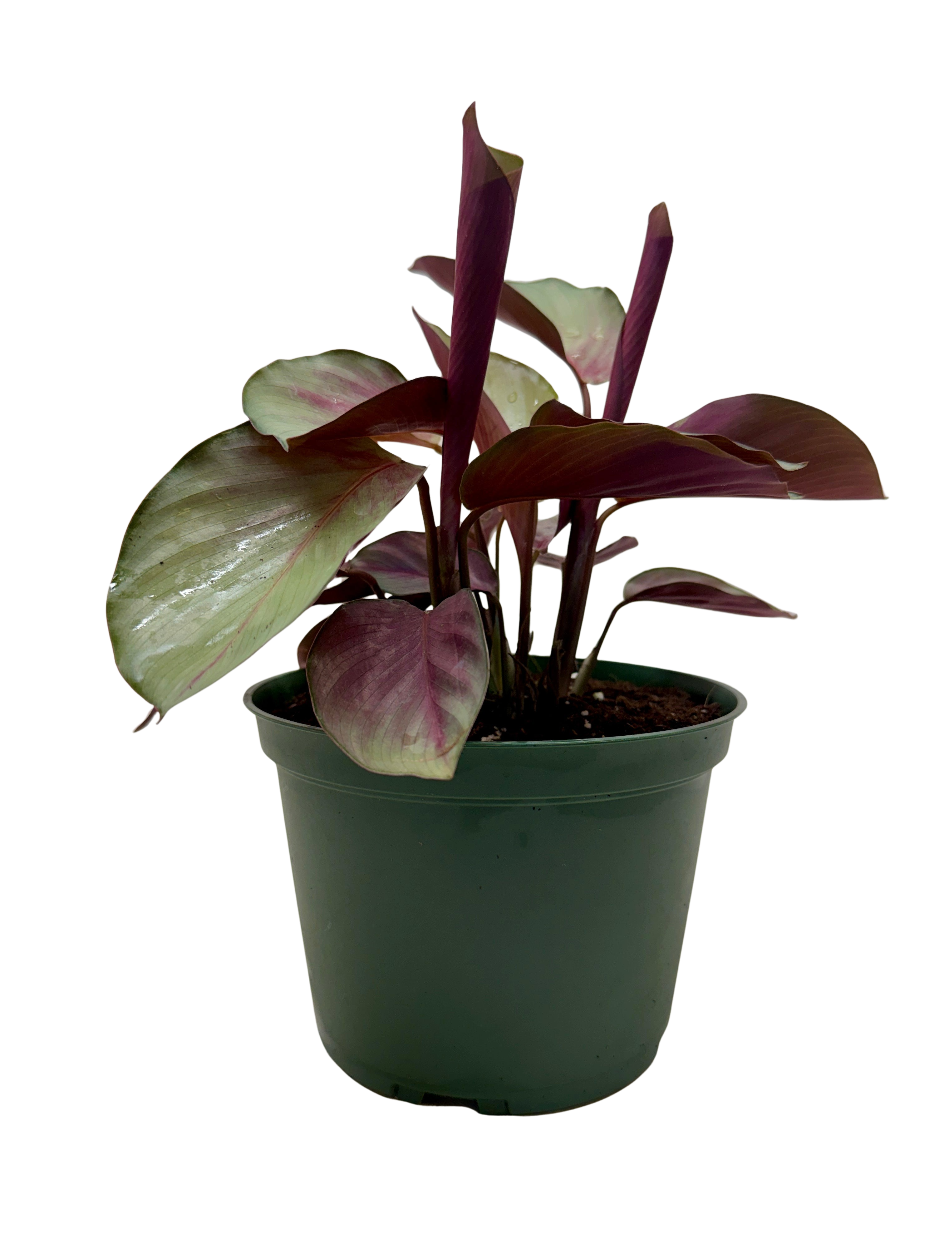 Calathea 'Silver Plate' - photo 3