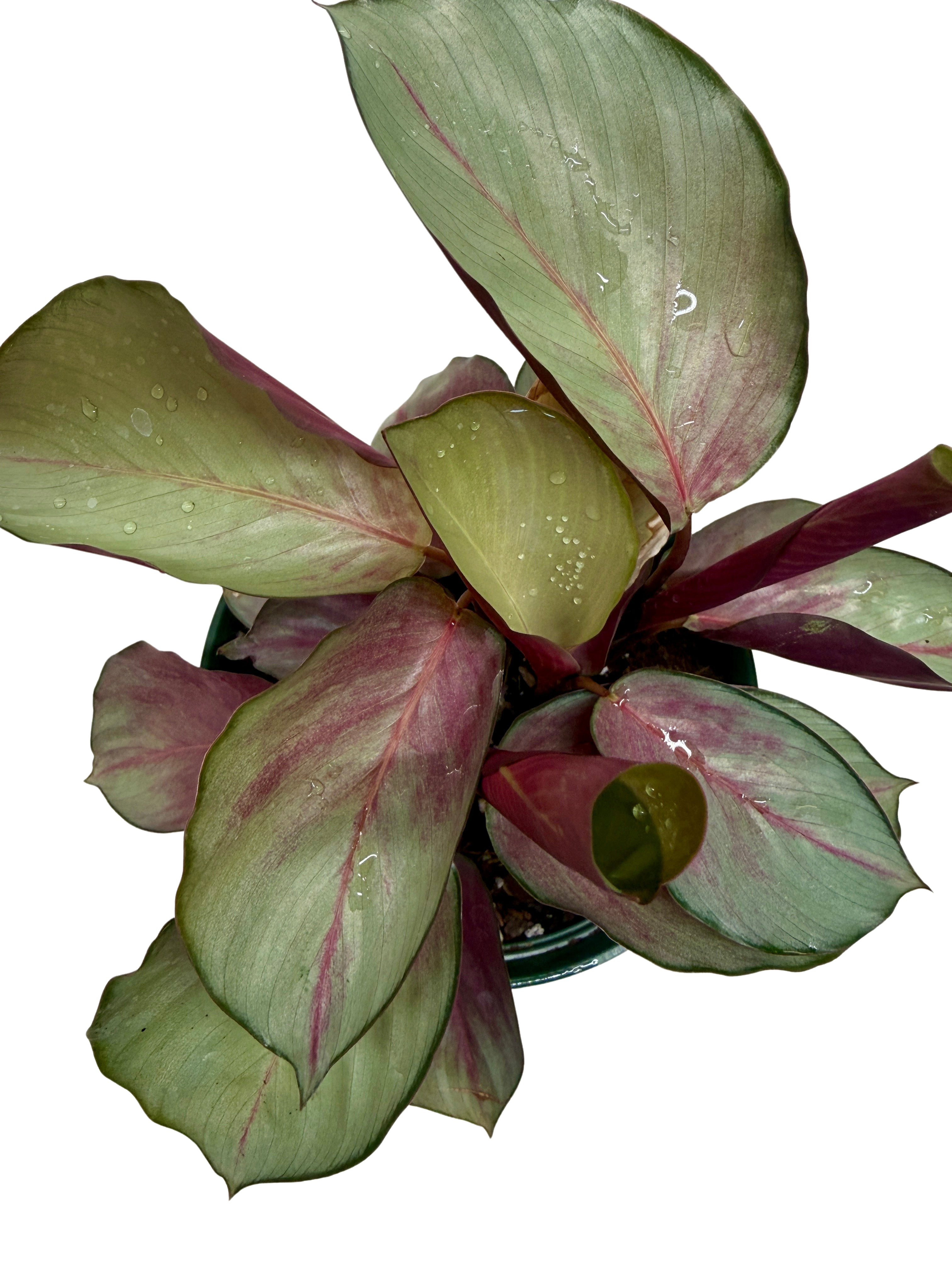 Calathea 'Silver Plate' - photo 2