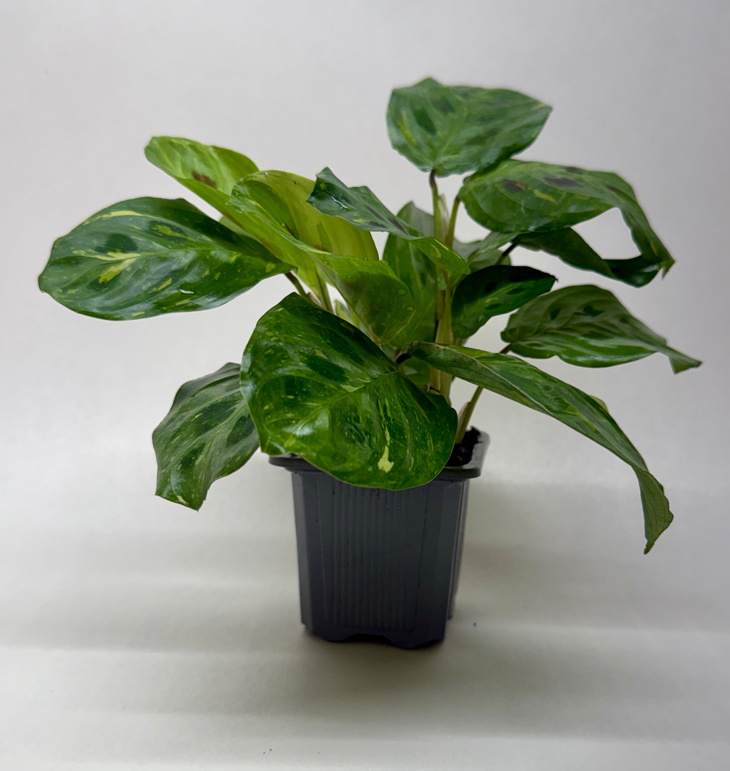 Maranta Variegated 'Beauty Kim' - photo 5