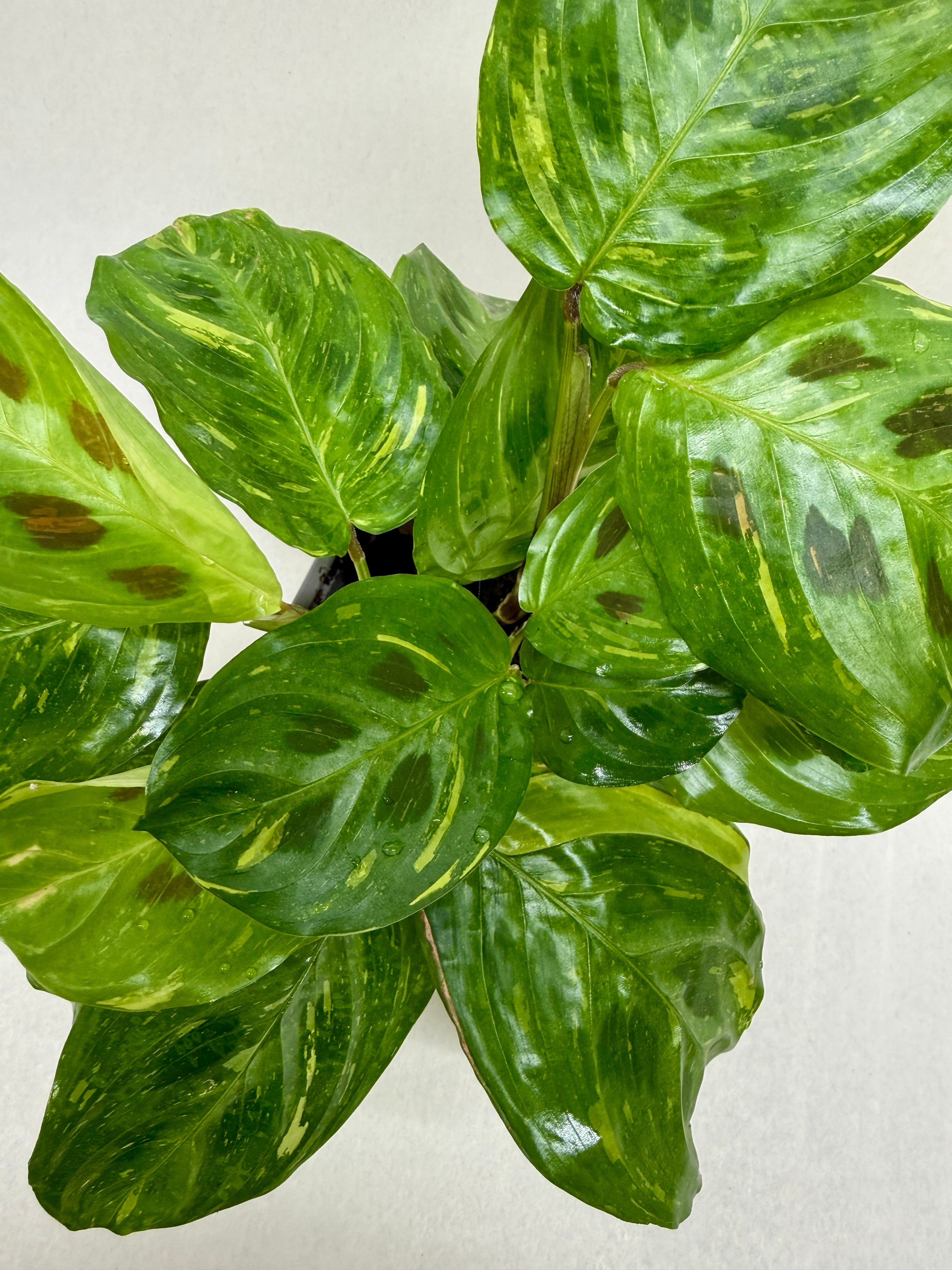 Maranta Variegated 'Beauty Kim' - photo 7