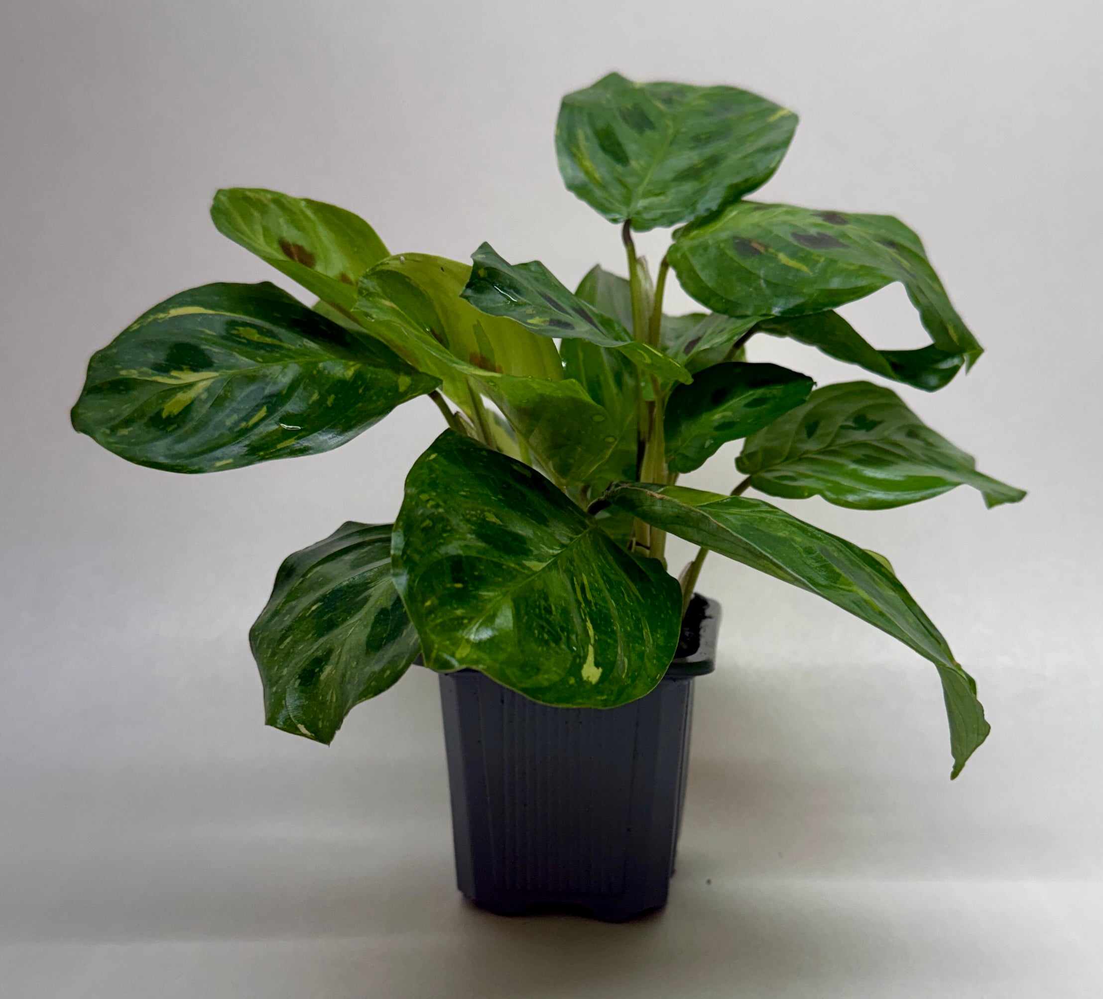 Maranta Variegated 'Beauty Kim' - photo 6