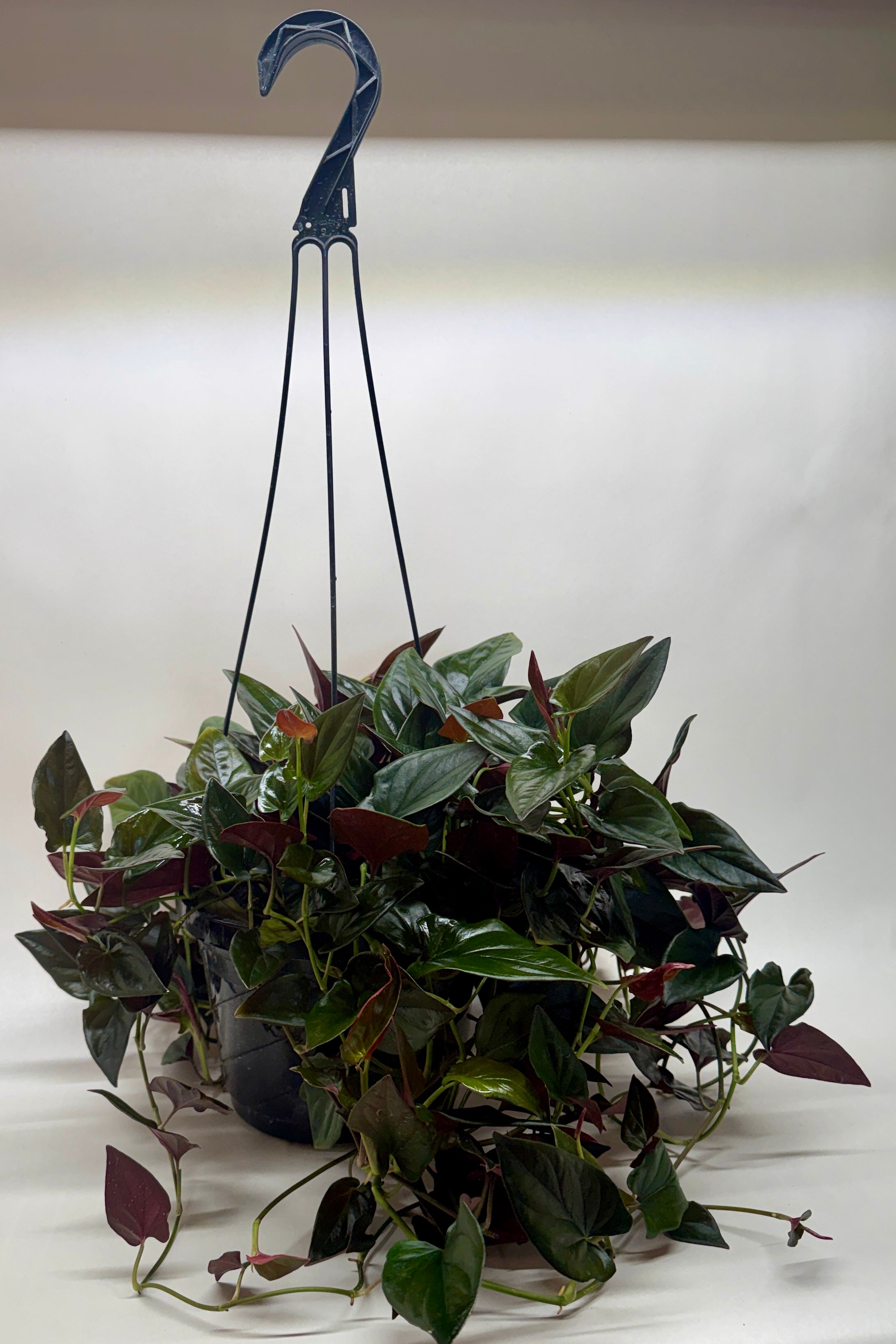Syngonium 'Red Arrow' - photo 5