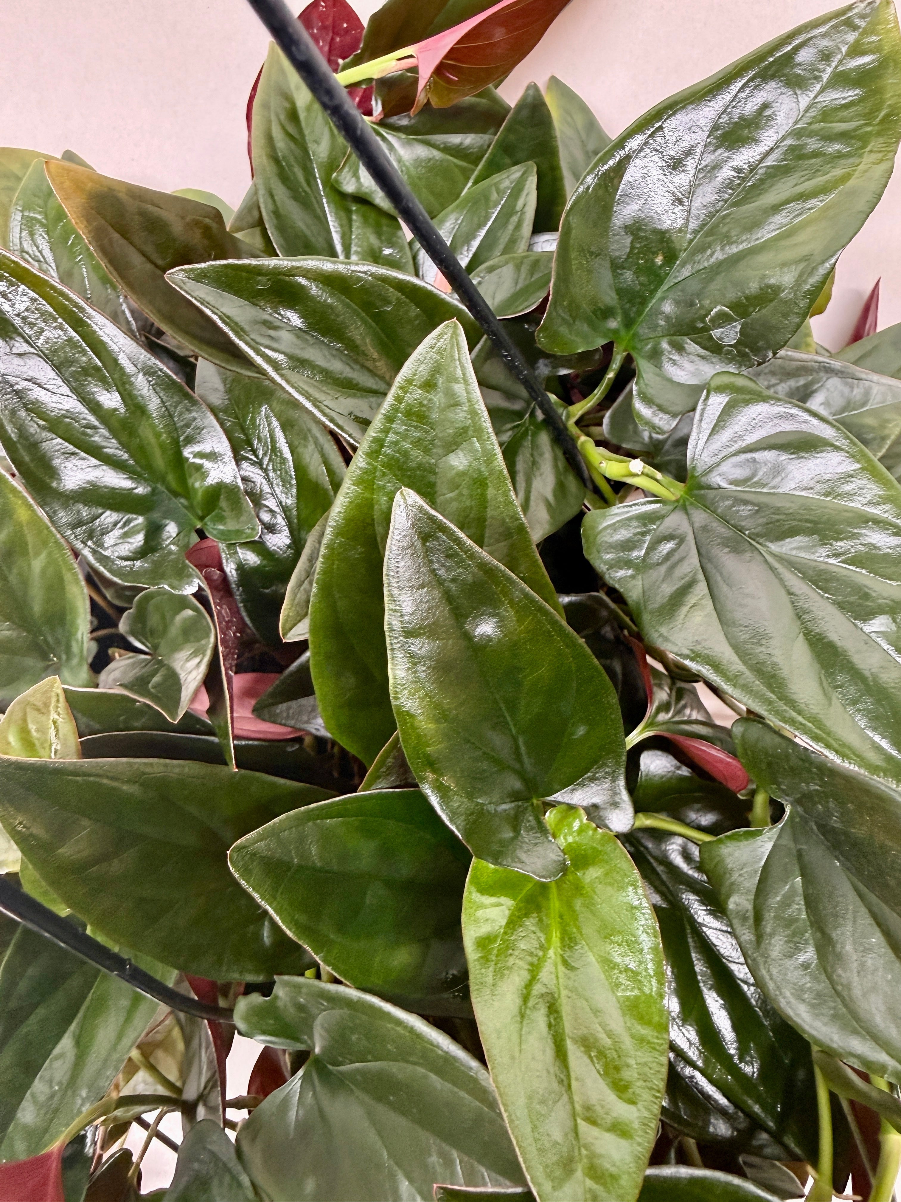 Syngonium 'Red Arrow' - photo 6