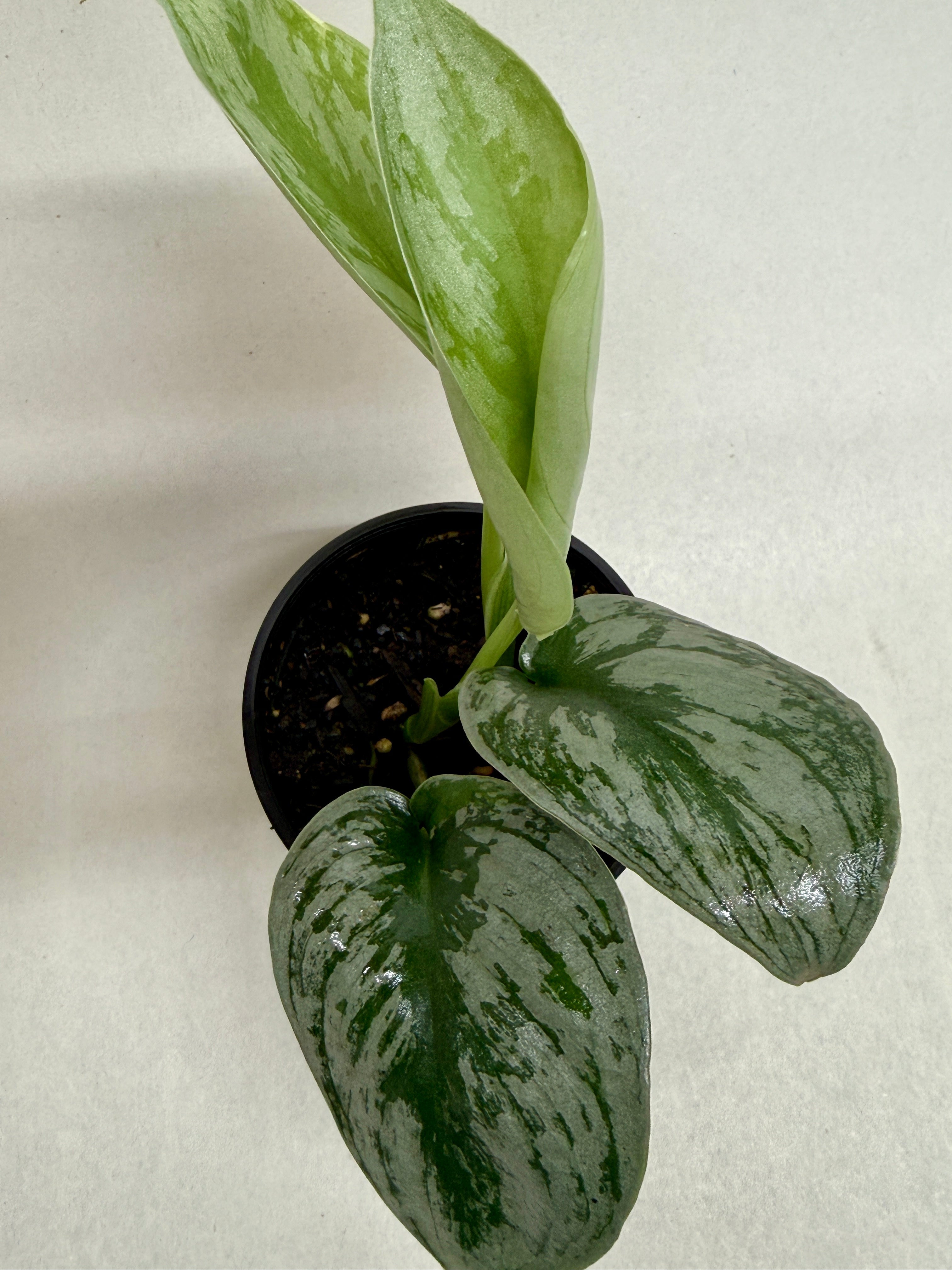 Pothos 'Silver Splash' - photo 5