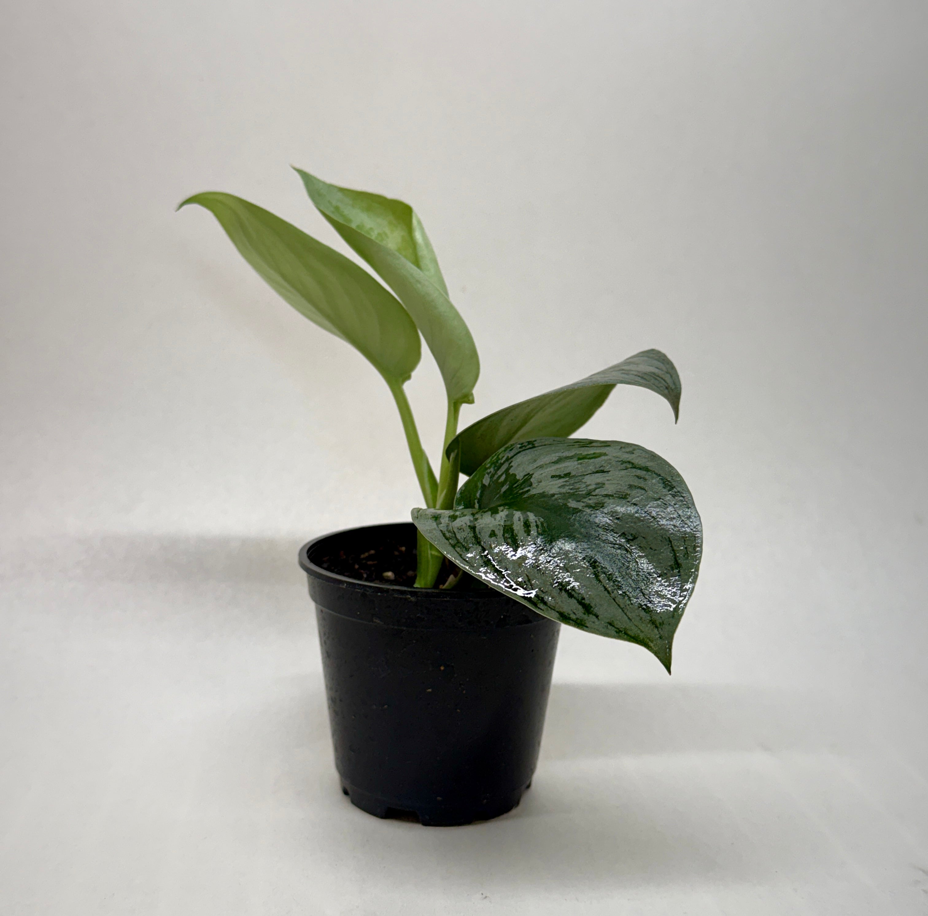 Pothos 'Silver Splash' - photo 6