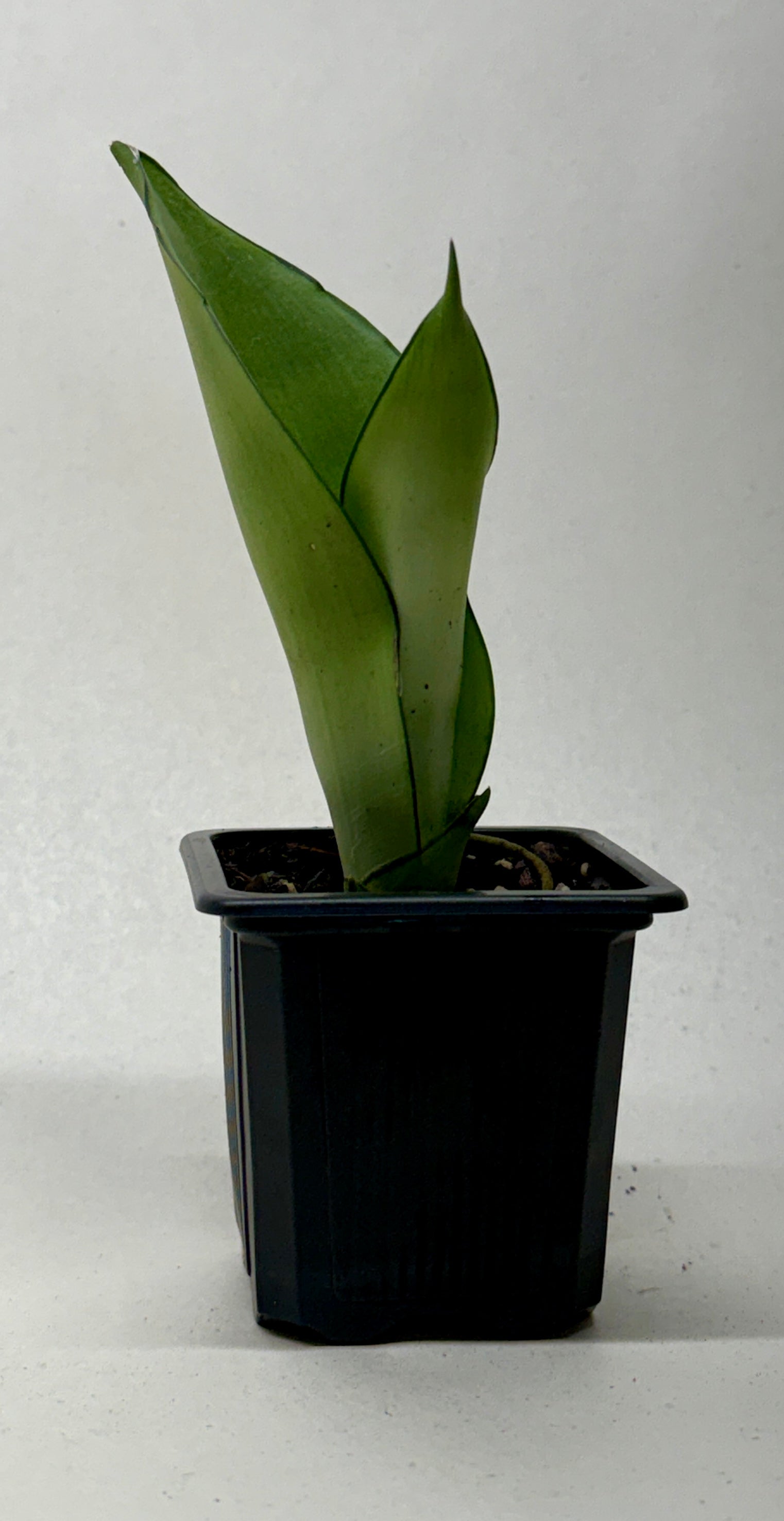 Snake Plant 'Moonshine' - photo 6