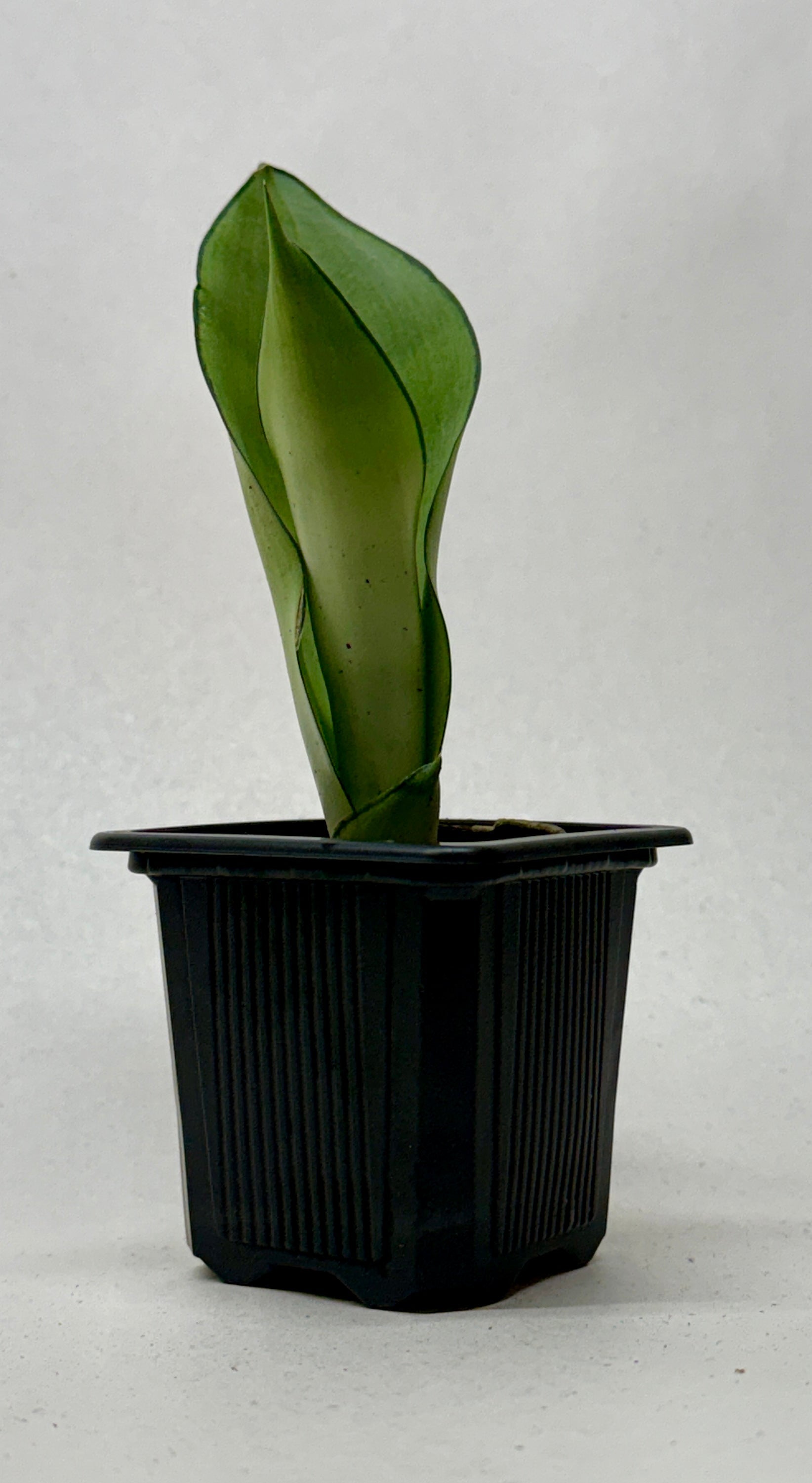 Snake Plant 'Moonshine' - photo 7
