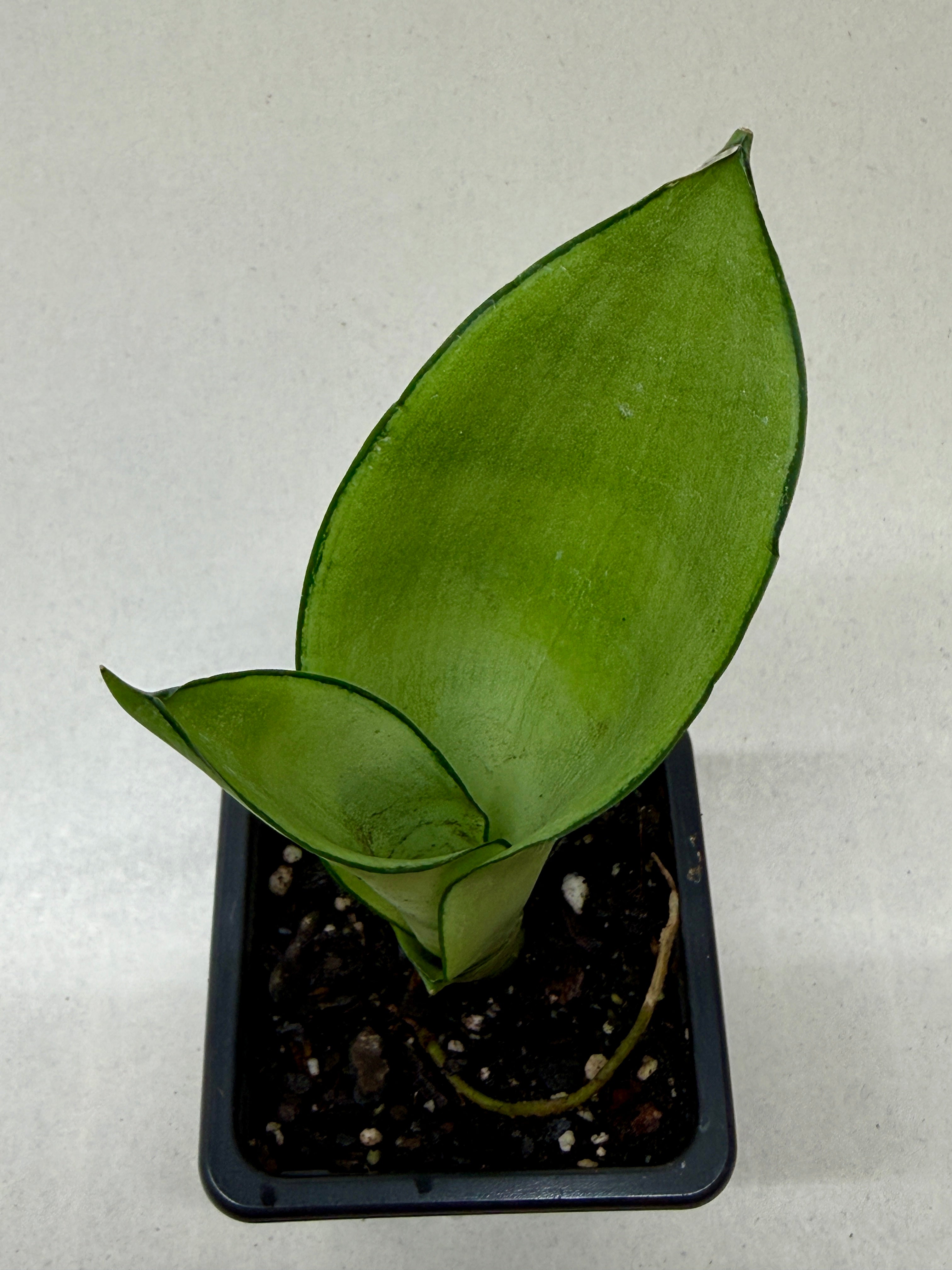 Snake Plant 'Moonshine' - photo 8