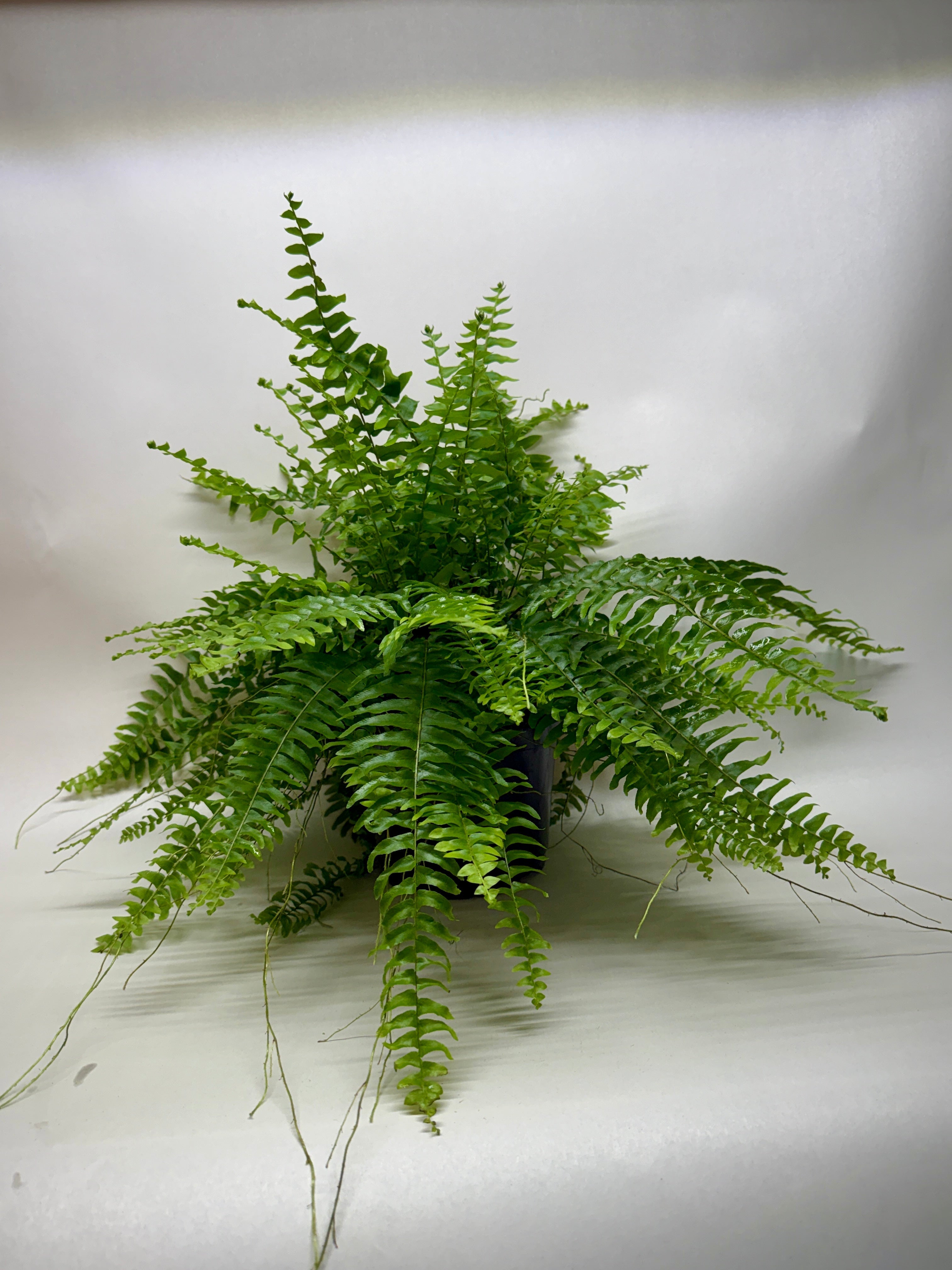 Boston Fern - photo 3